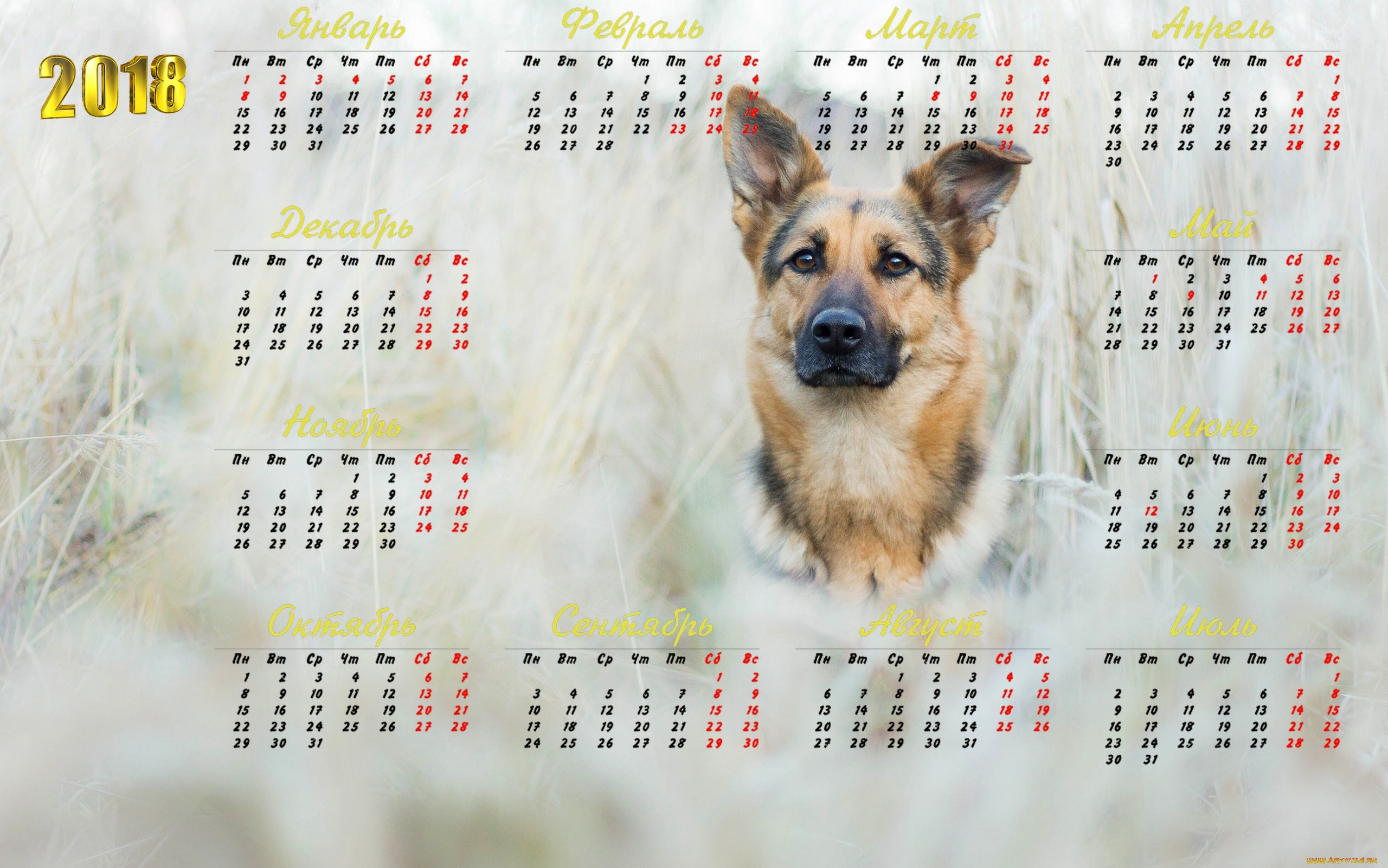 календари, животные, 2018, собака, взгляд