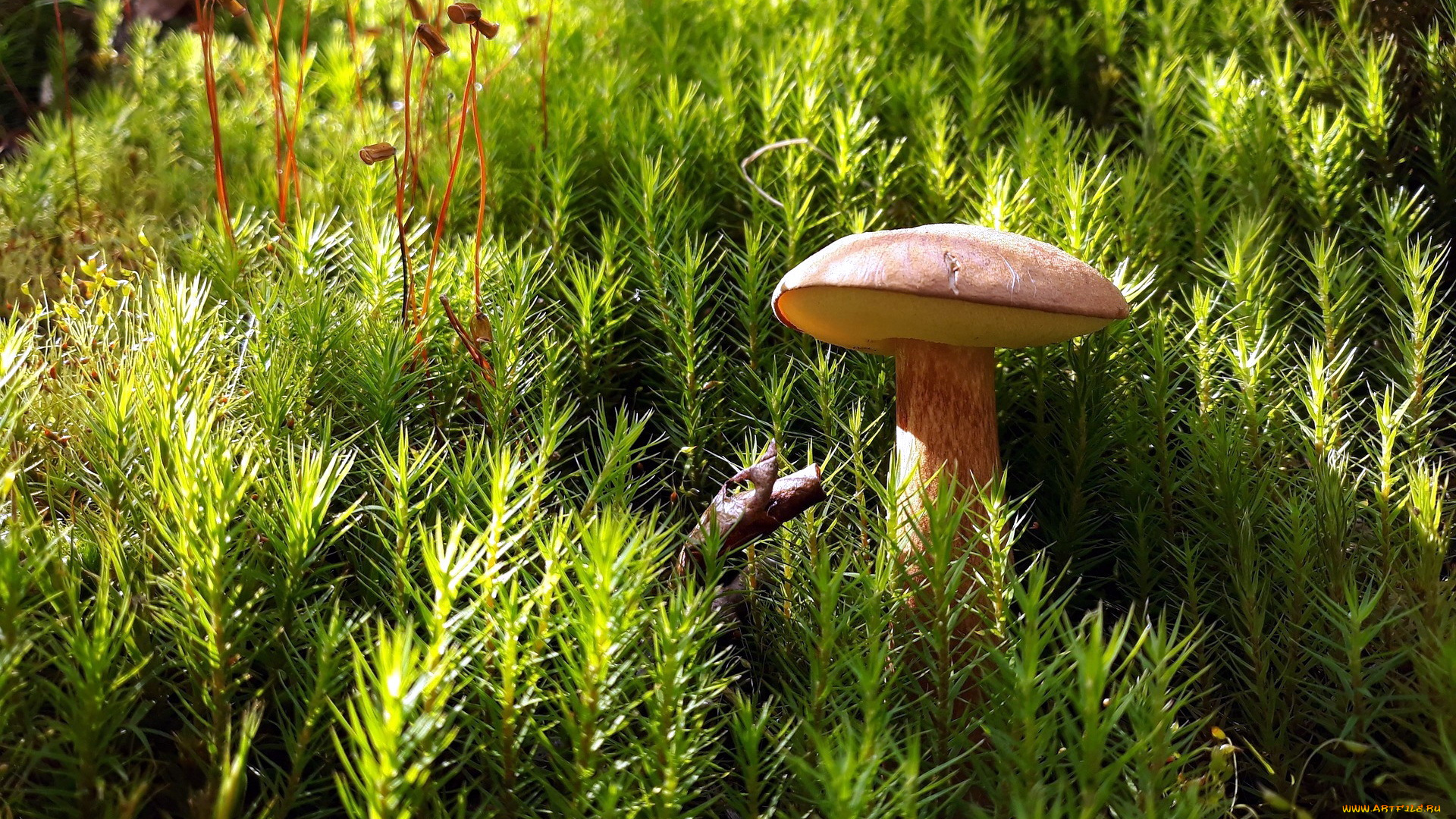 природа, грибы, одиночка, гриб, мох
