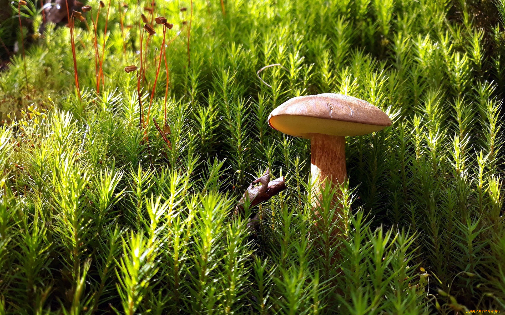 природа, грибы, одиночка, гриб, мох