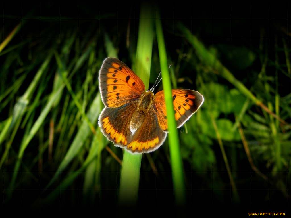 butterfly, животные, бабочки