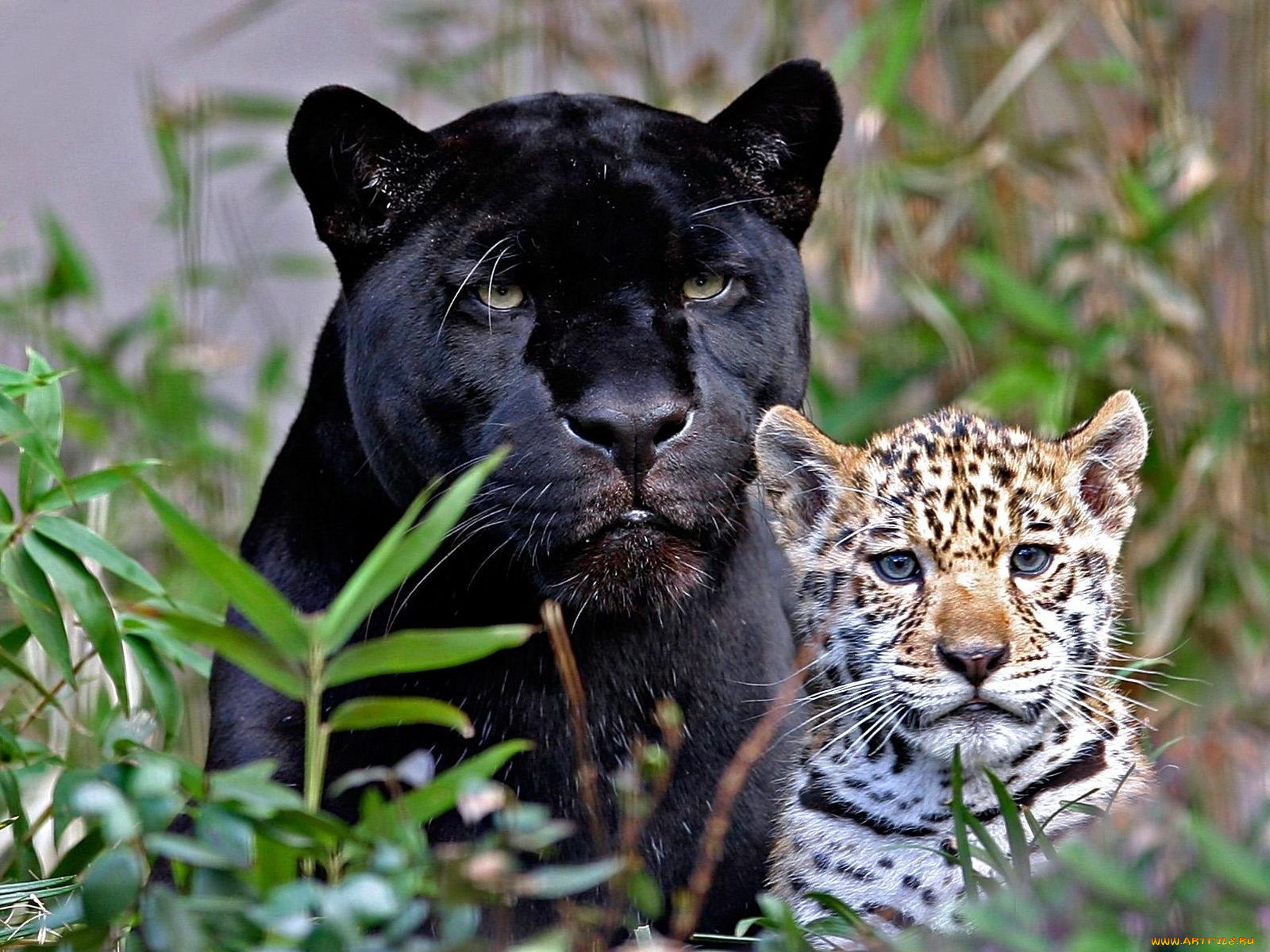 Мире животных про кошку. Леопард меланист. Леопард Ягуар пантера. Ягуар меланист и леопард меланист. Лев тигр леопард Пума.