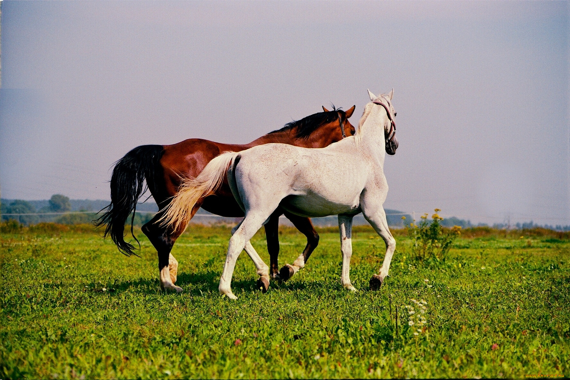 животные, лошади, кони, природа