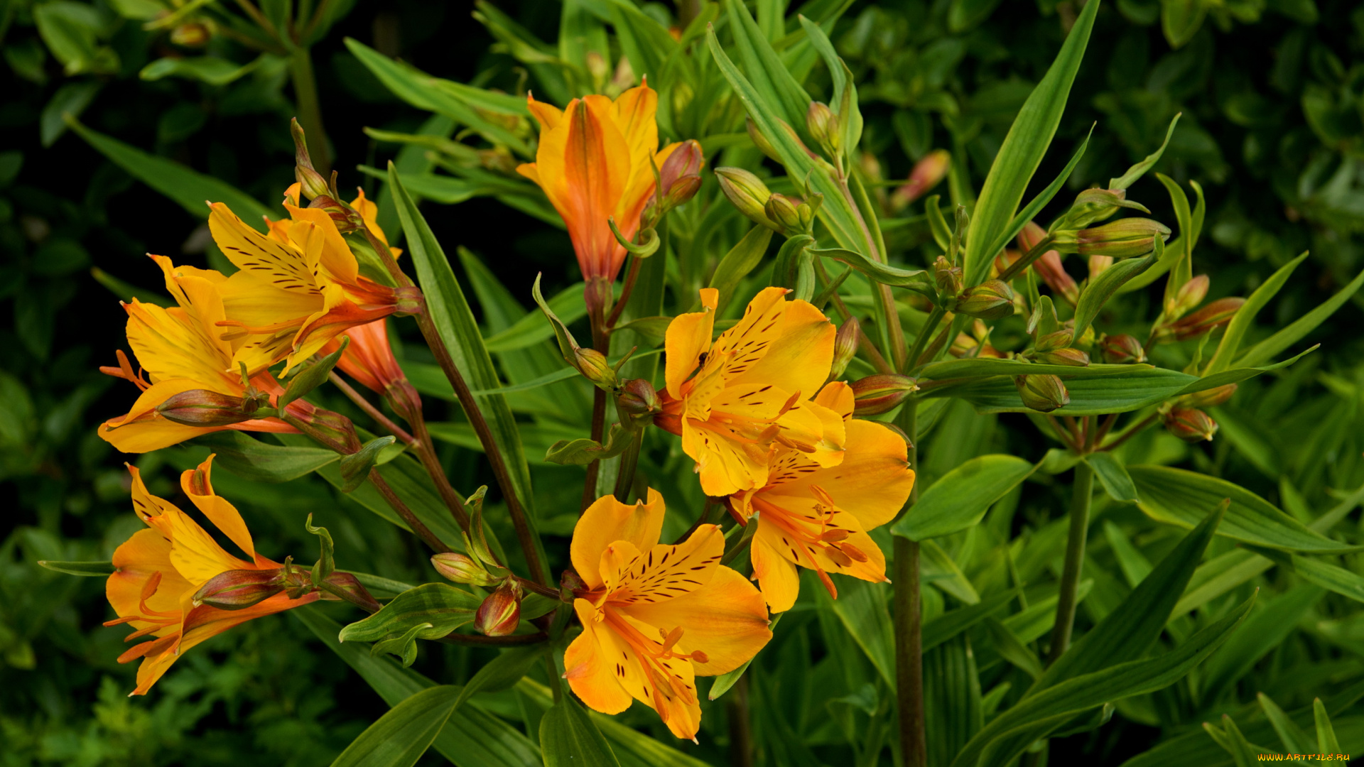 цветы, альстромерия, alstroemeria