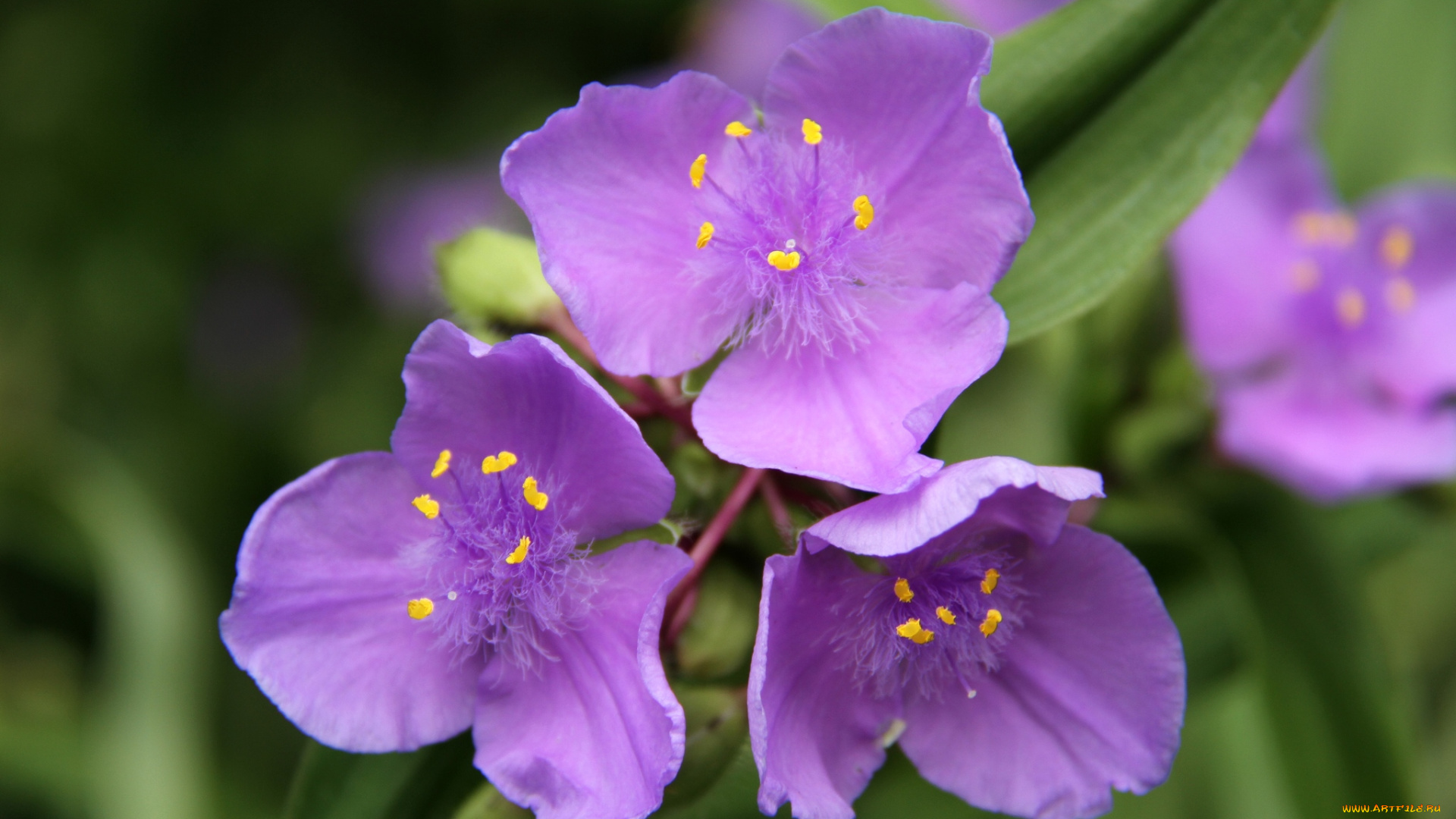 цветы, традесканции, фиолетовый
