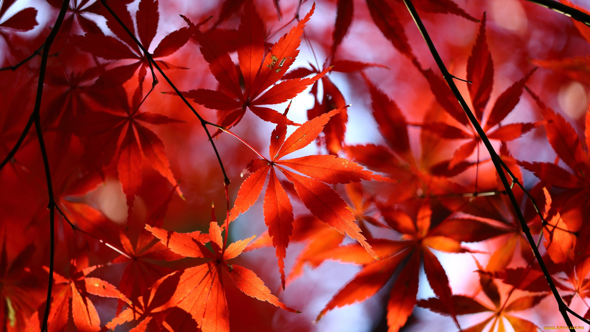 природа, листья, красные, осень