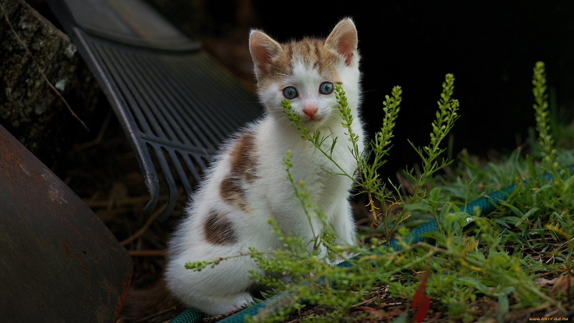 животные, коты, котенок, двор