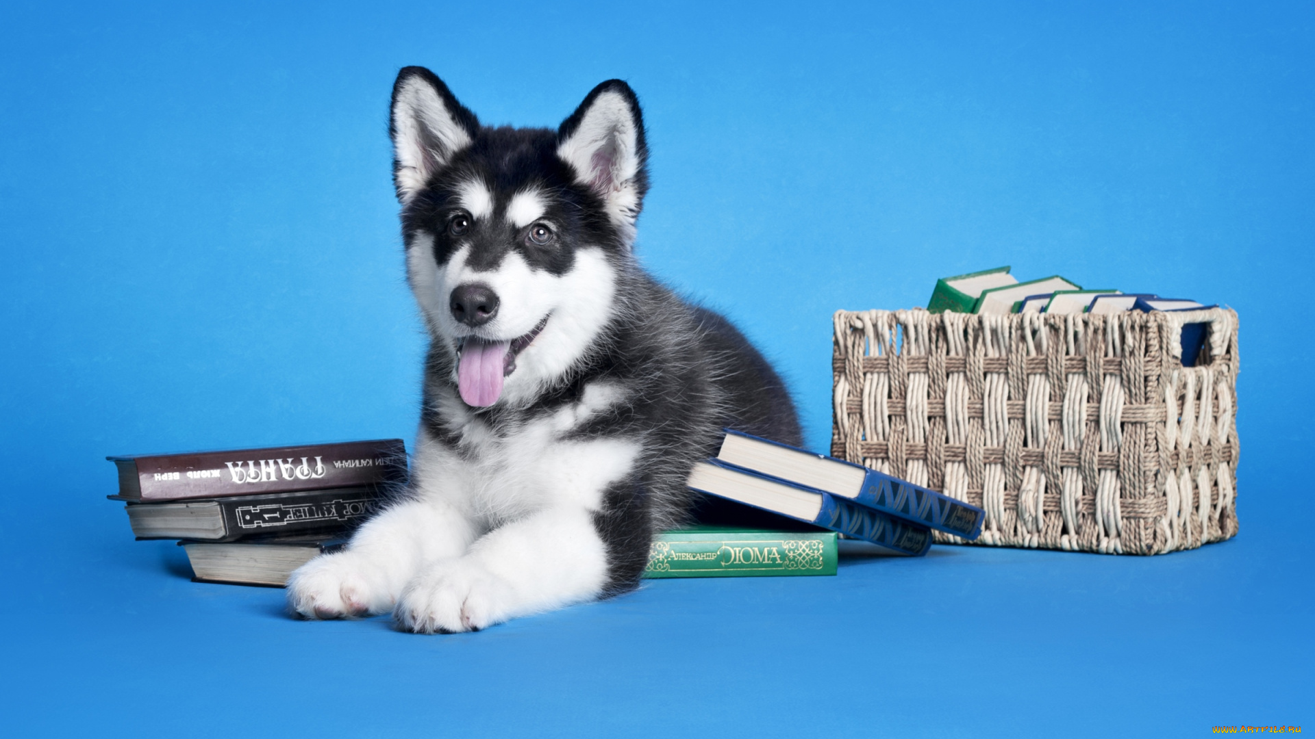 животные, собаки, книги, щенок