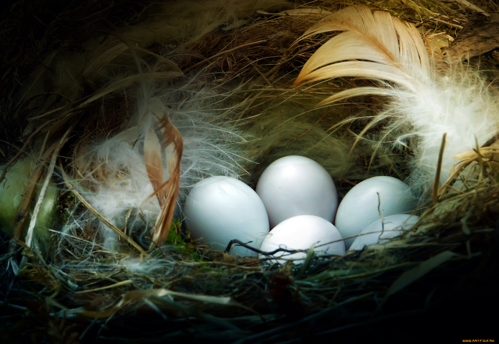 животные, гнезда, птиц, гнездо, потомство, яйца