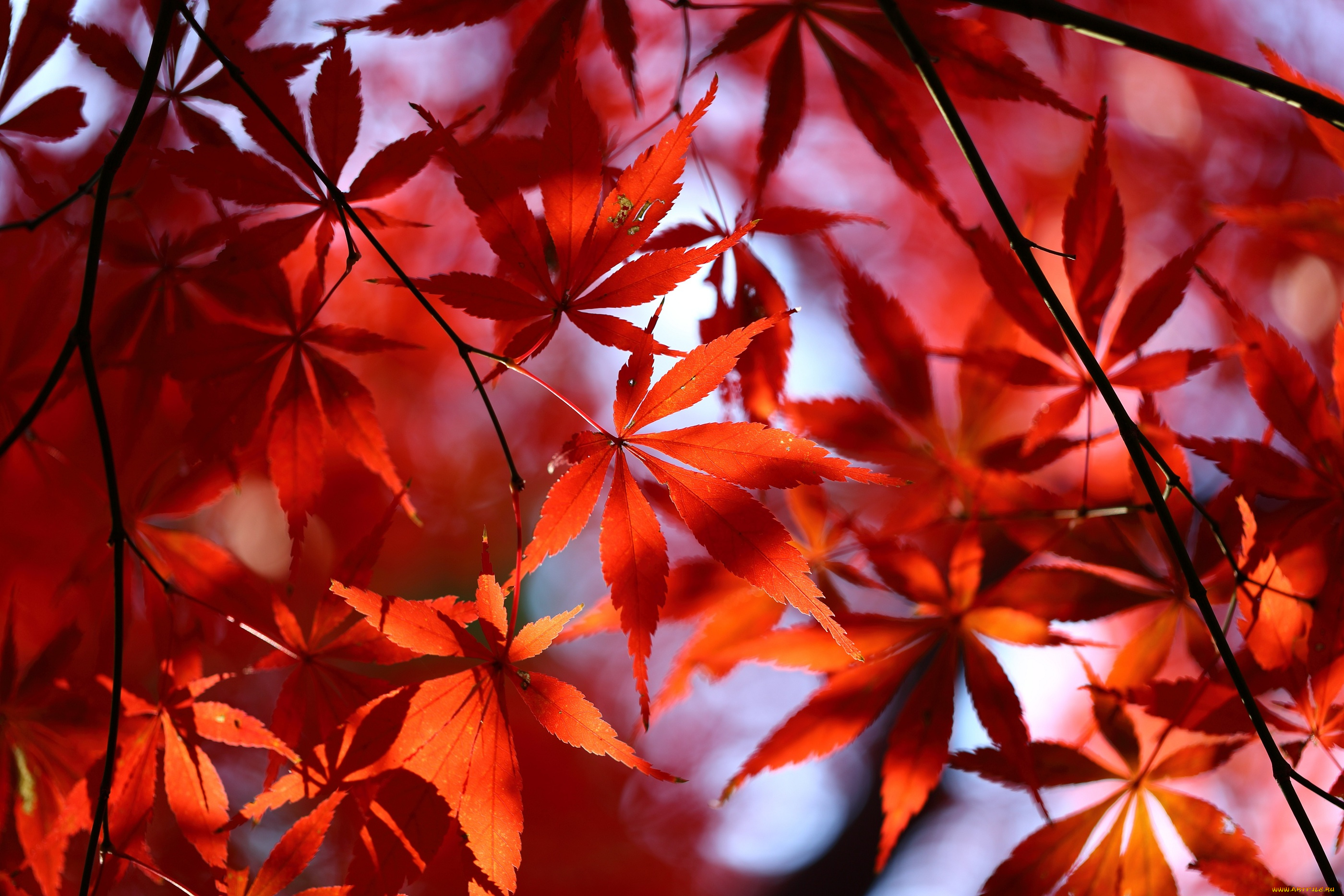 природа, листья, красные, осень