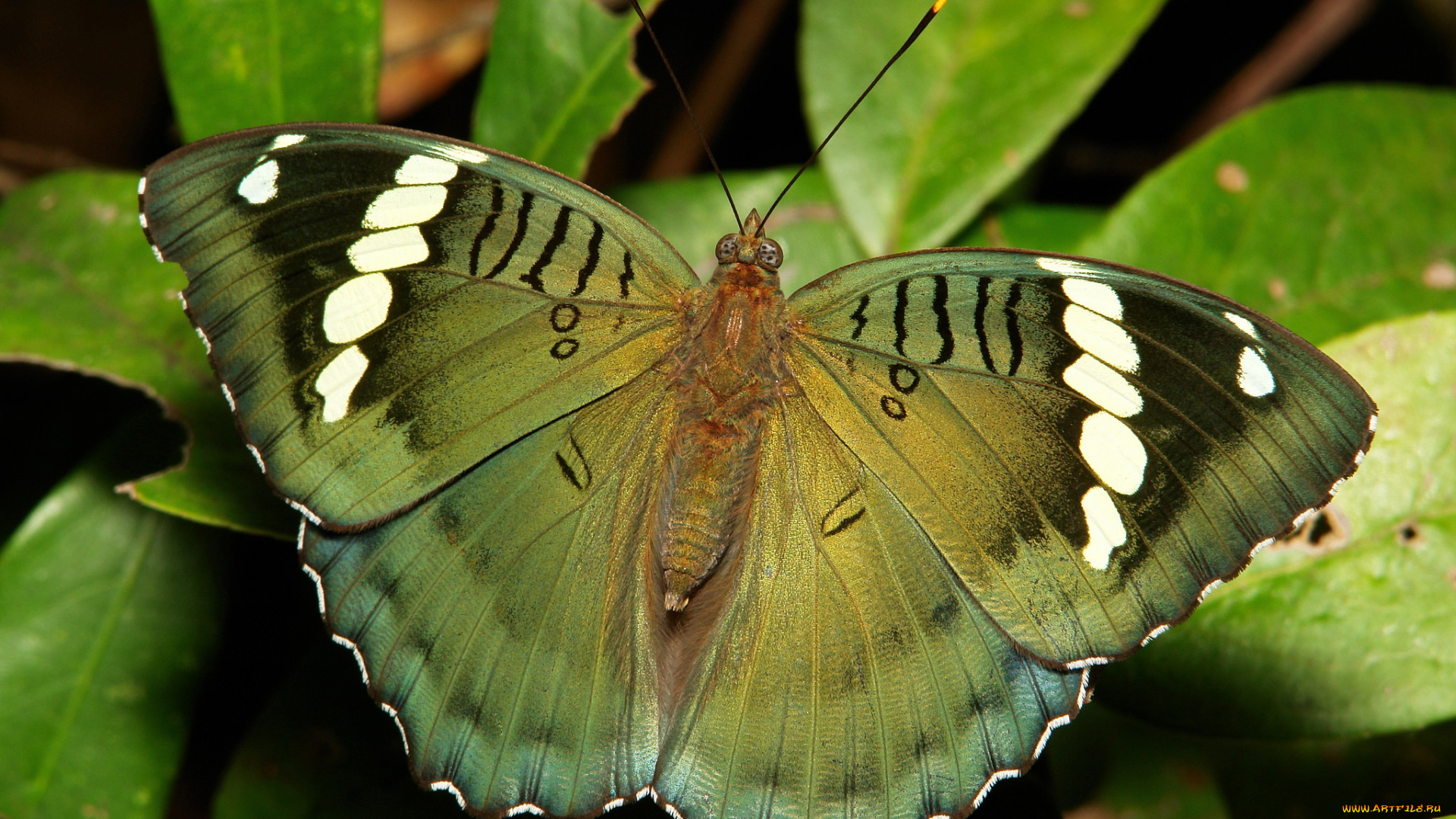 животные, бабочки, , мотыльки, , моли, крылья, бабочка, макро, itchydogimages, зелёная, узор, усики