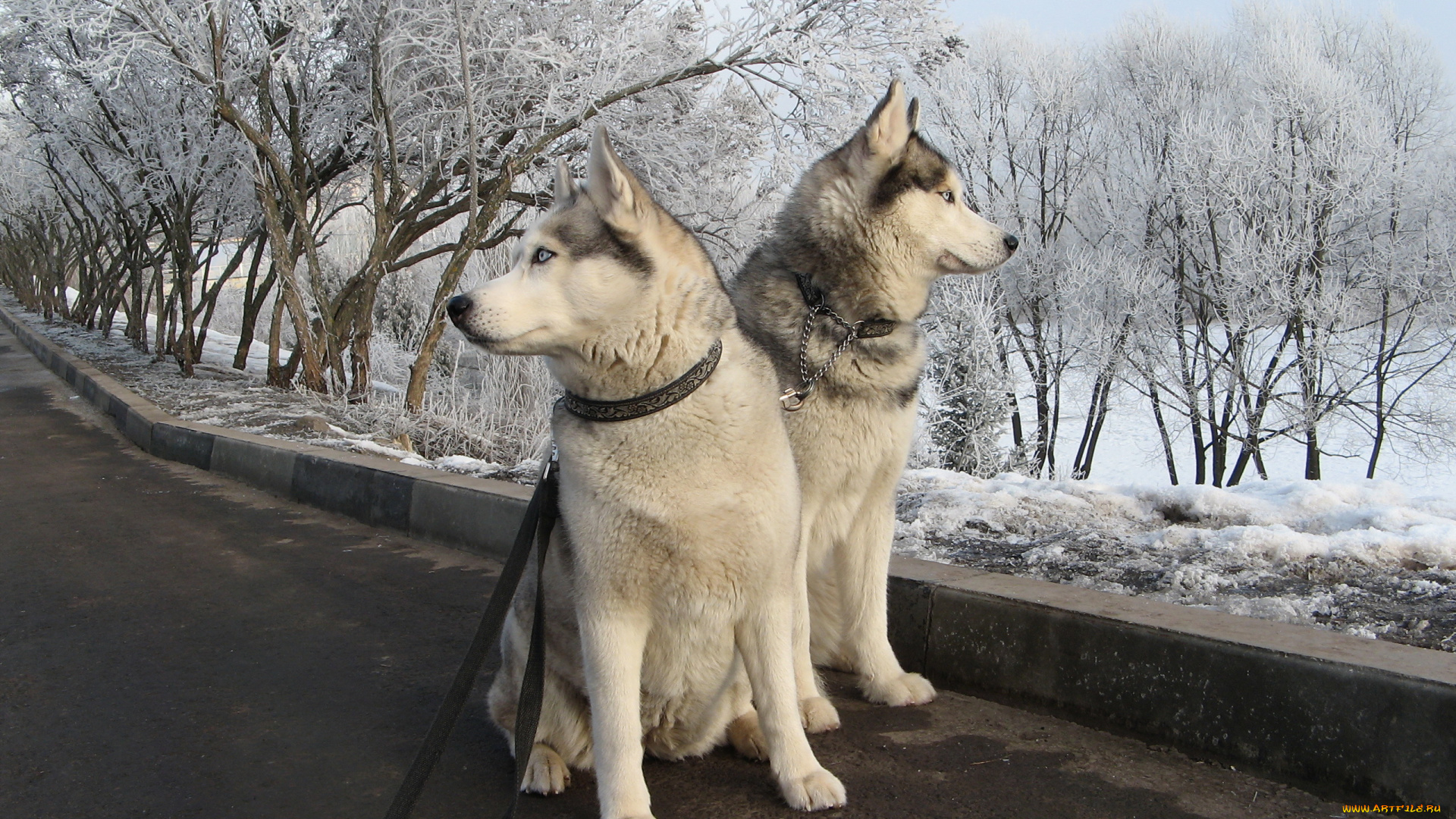 животные, собаки, дорога, прогулка, деревья, снег