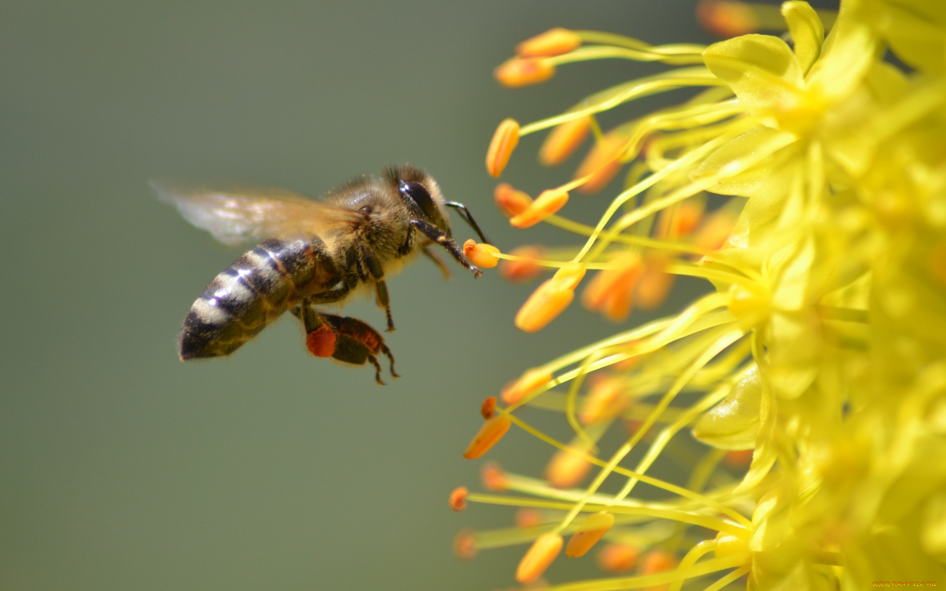 животные, пчелы, , осы, , шмели, природа, лето, пчела, насекомые, флора
