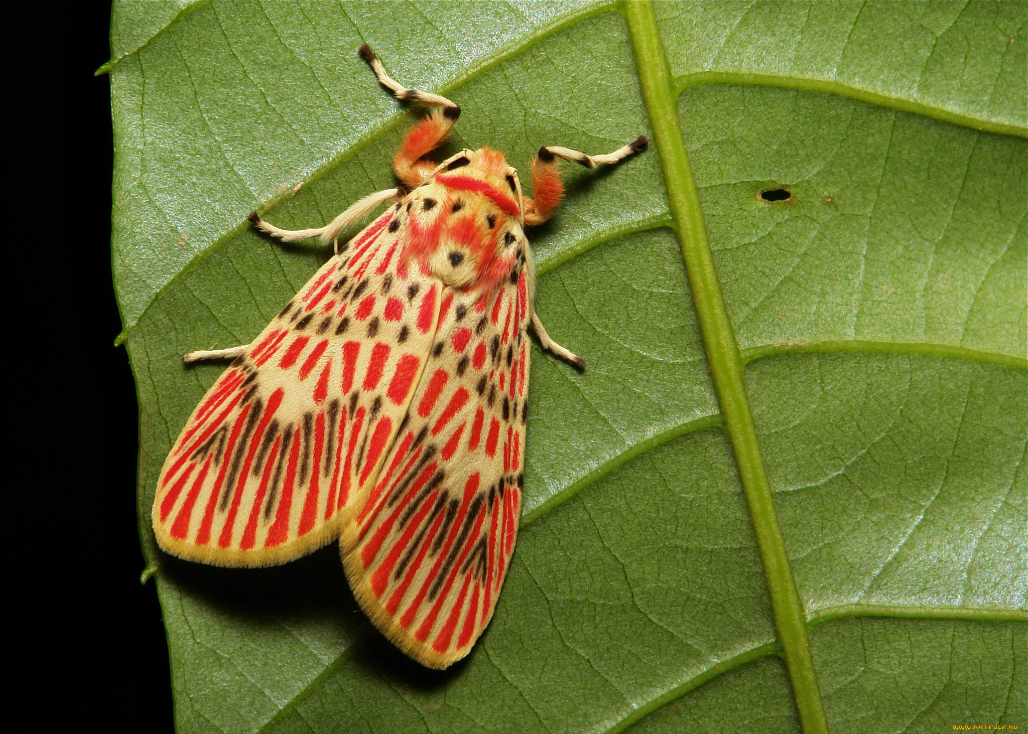 Красная моль. Giant Moth бабочка. Мотылек Arctiinae. Бабочка тигровая моль. Лепидоптера моль.