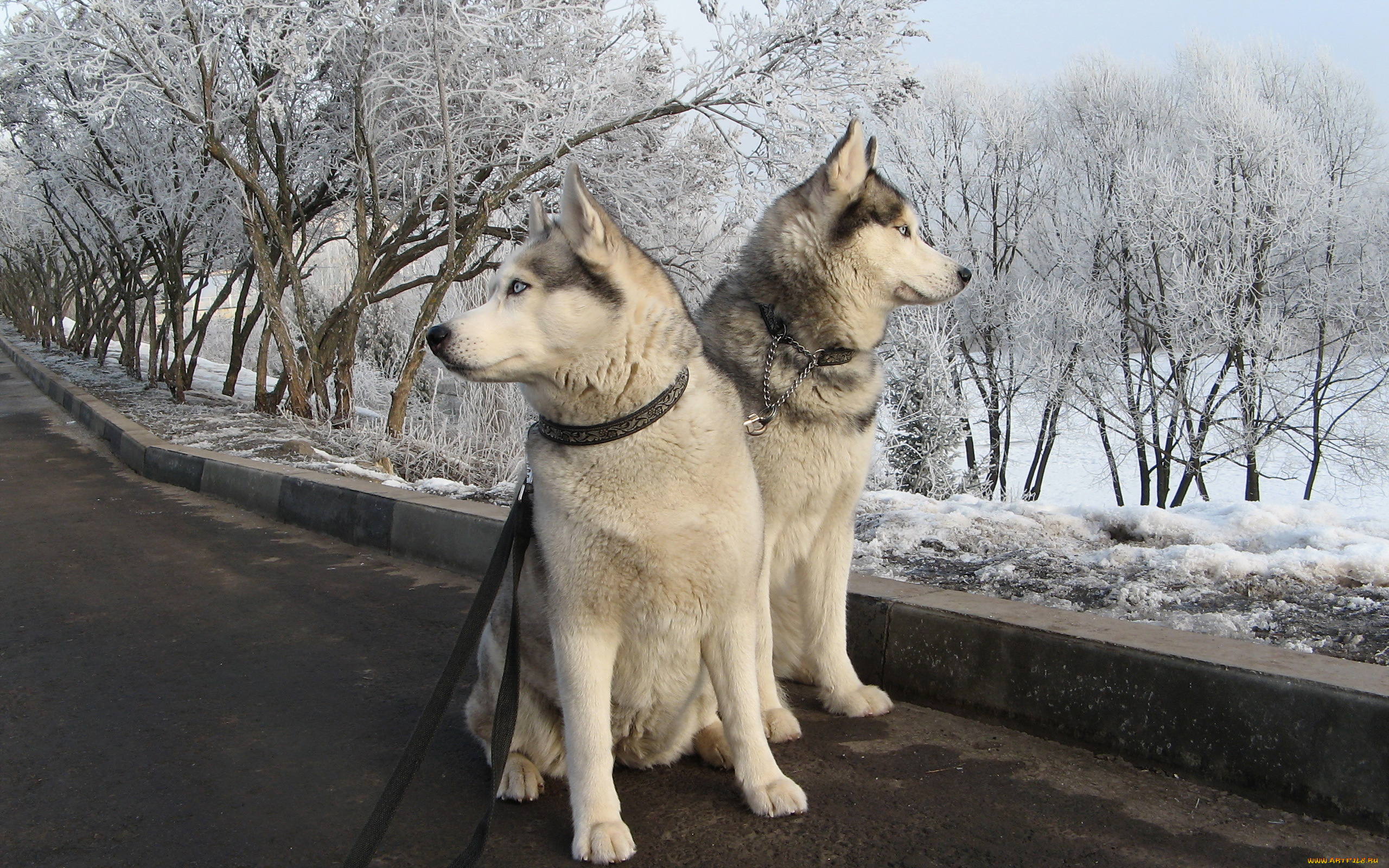 животные, собаки, дорога, прогулка, деревья, снег