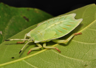 Картинка животные насекомые лист жук насекомое макро itchydogimages