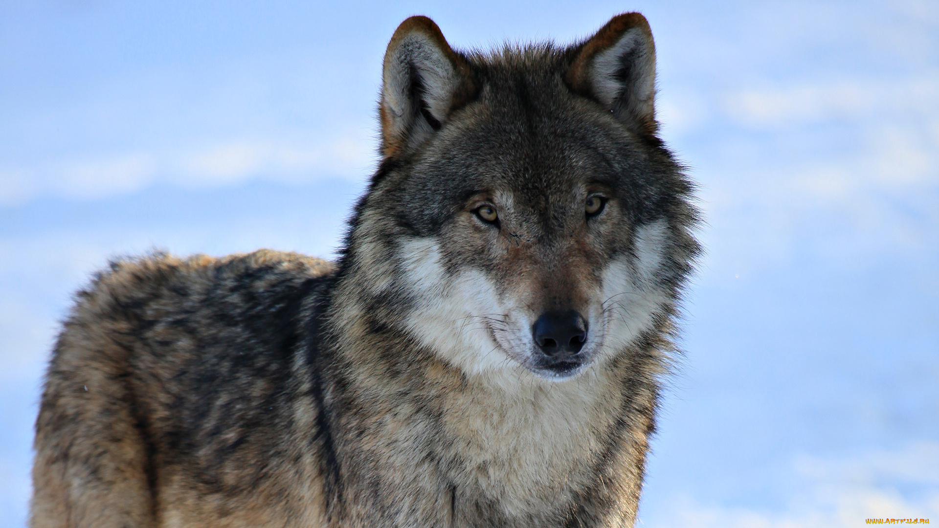животные, волки, , койоты, , шакалы, зима, волк, взгляд, серый, снег