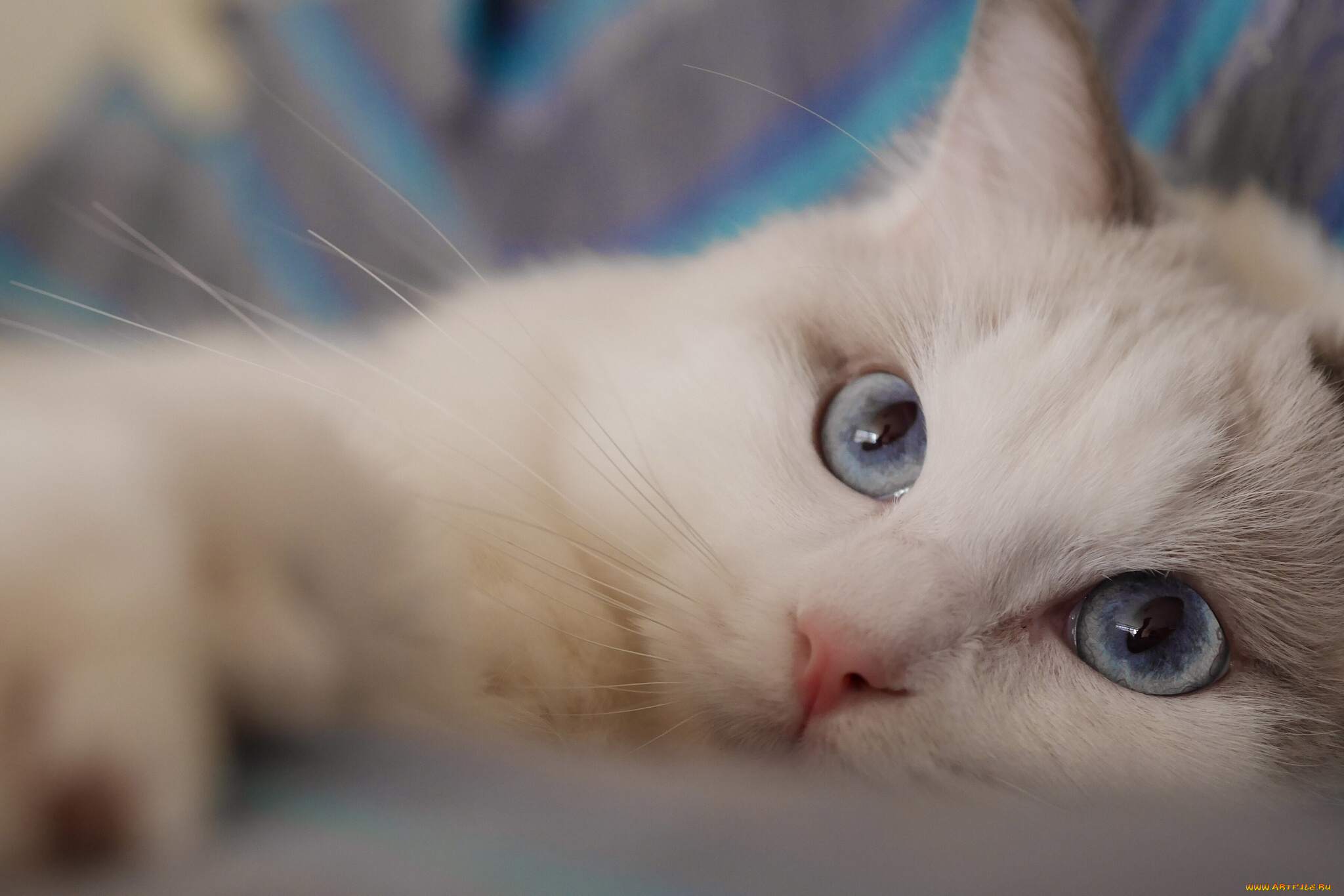 животные, коты, голубые, глаза, мордочка, взгляд, кошка, рэгдолл