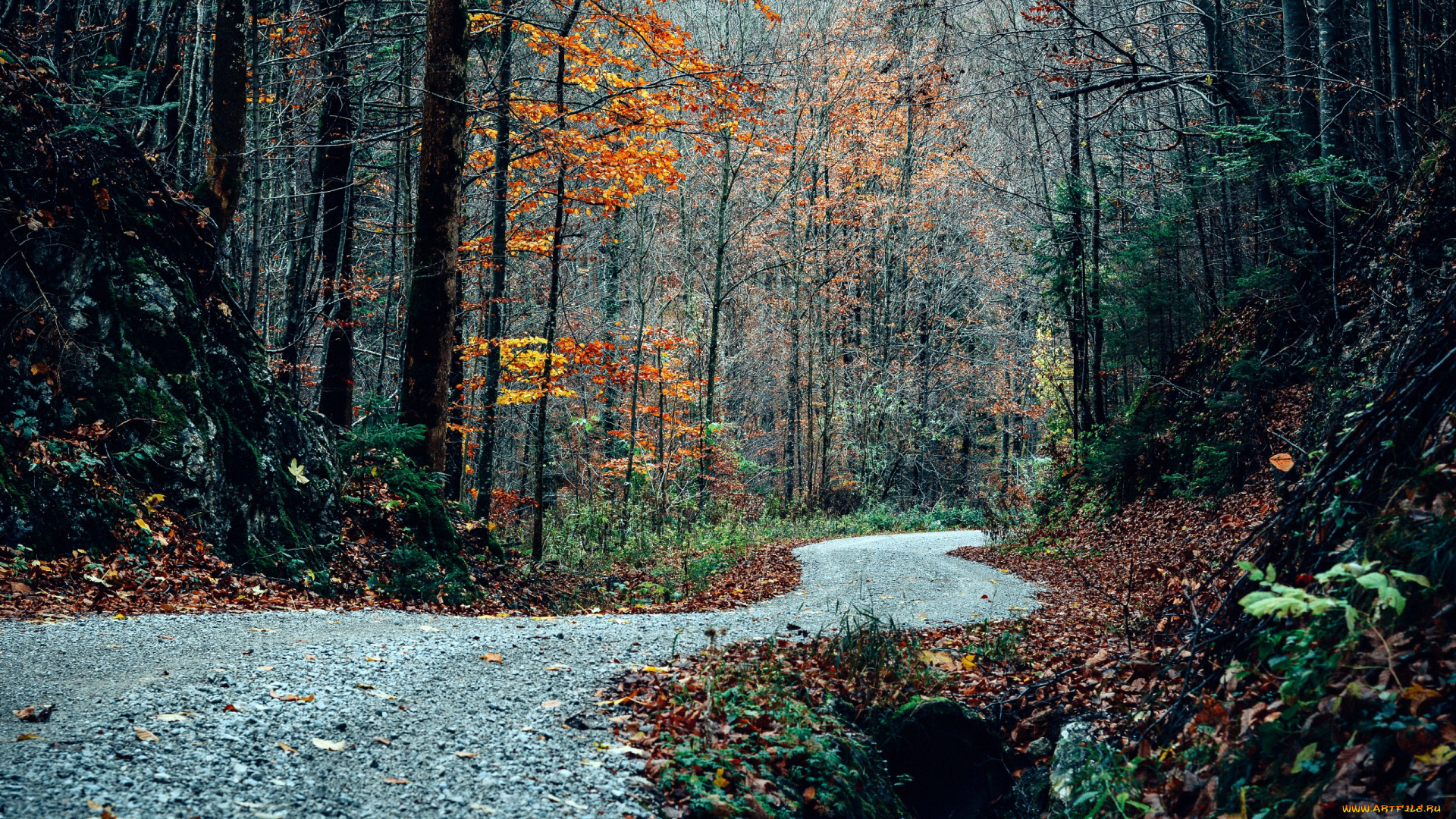 дорога, поворот, деревья, осень, листопад скачать