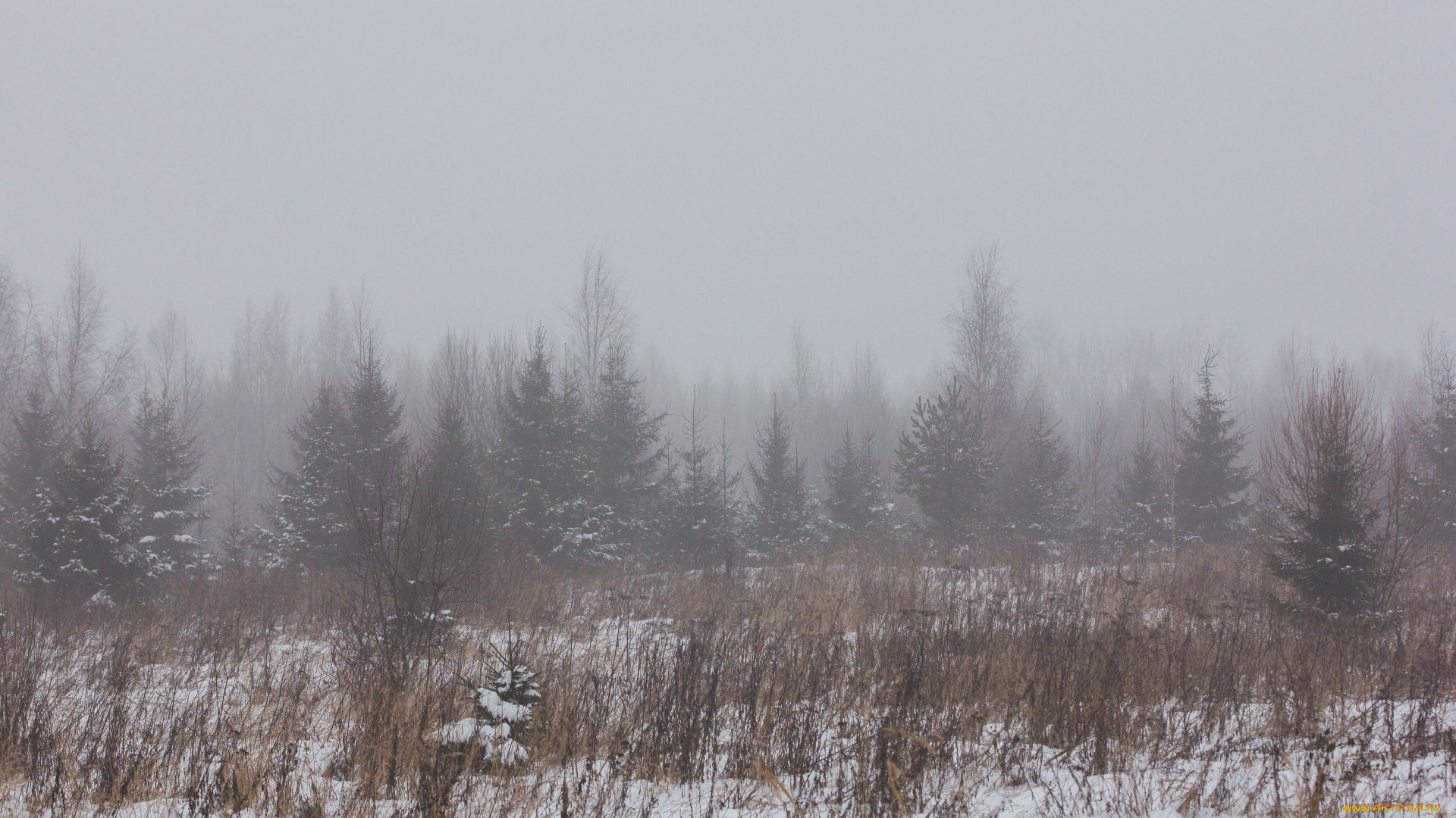 природа, лес, зимний, туман, в, лесу, зима, снег, поле