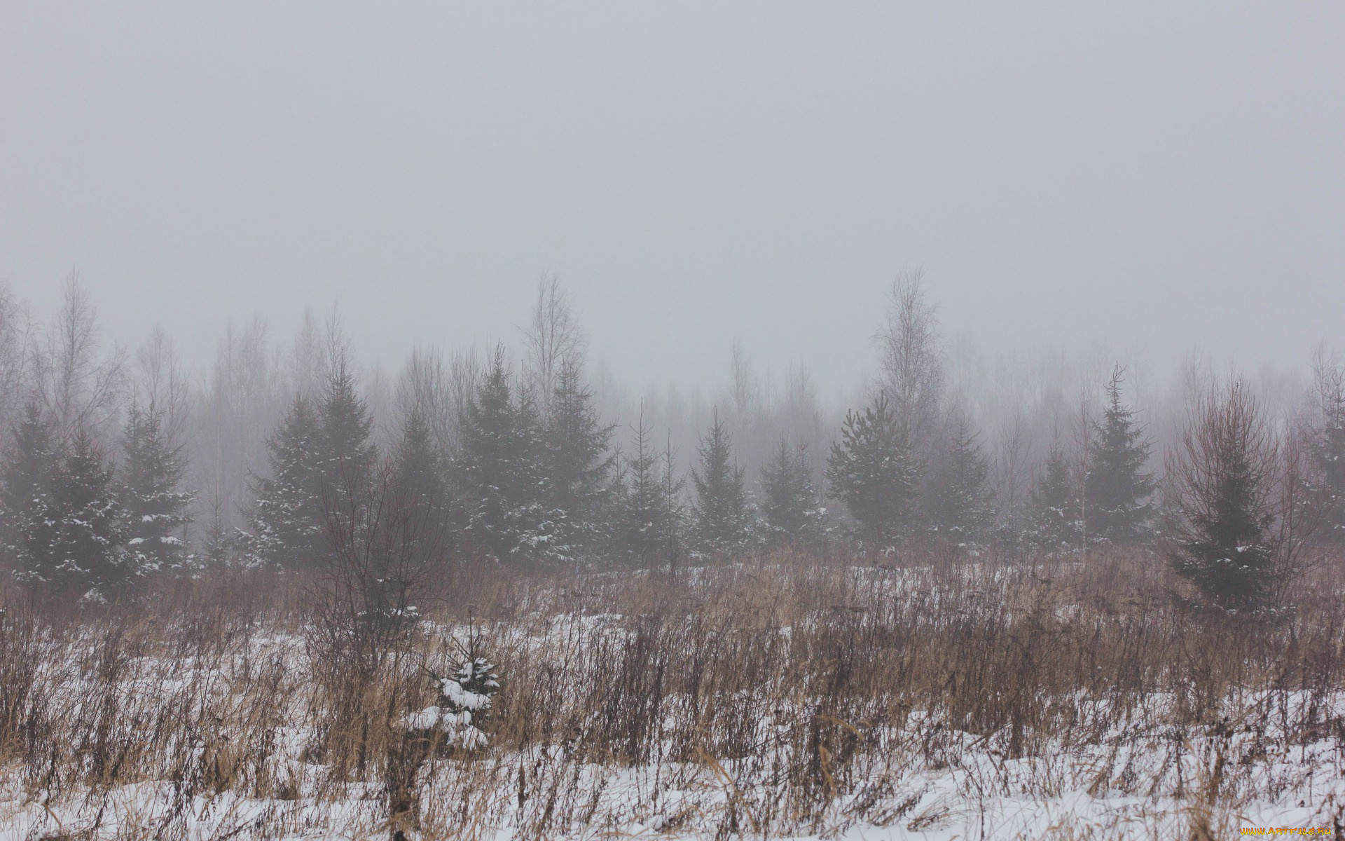 природа, лес, зимний, туман, в, лесу, зима, снег, поле