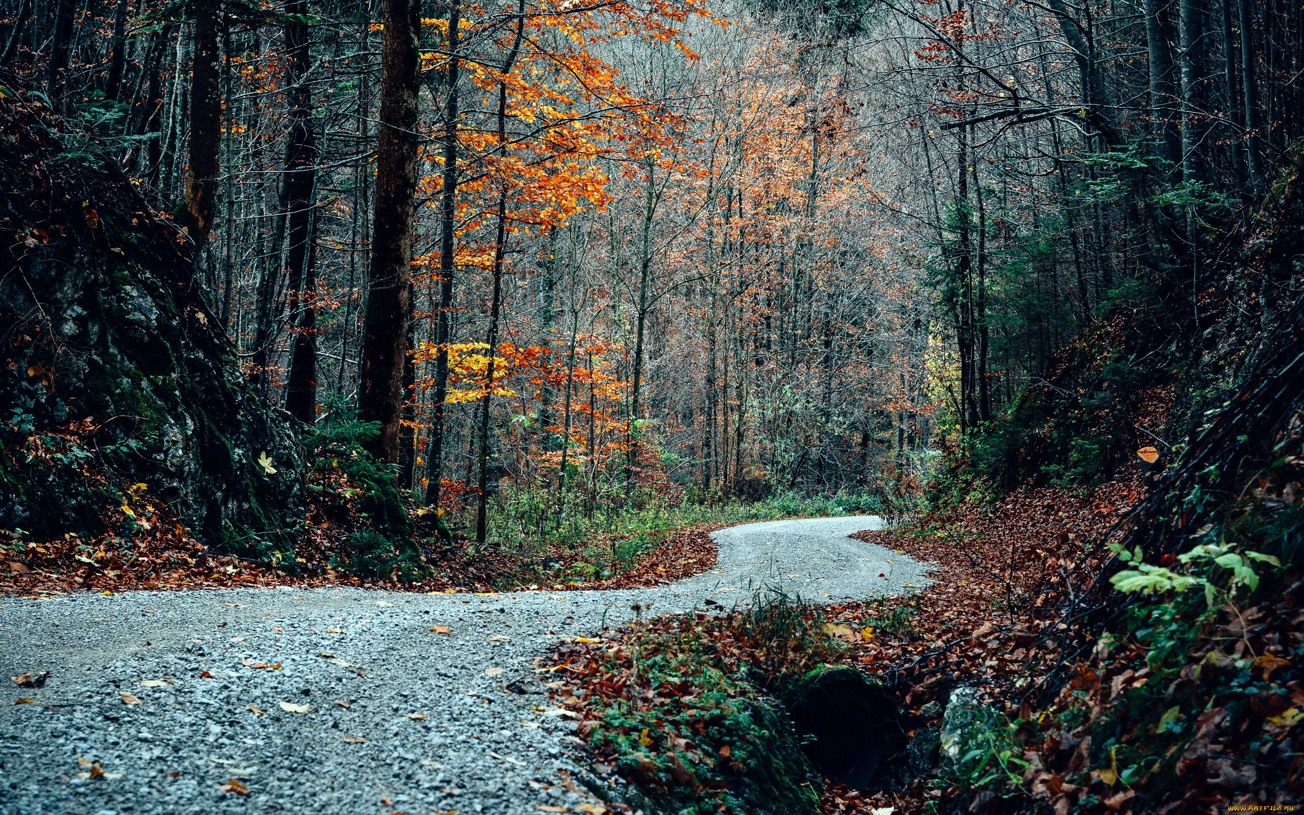 природа, дороги, листопад, осень, дорога, лес