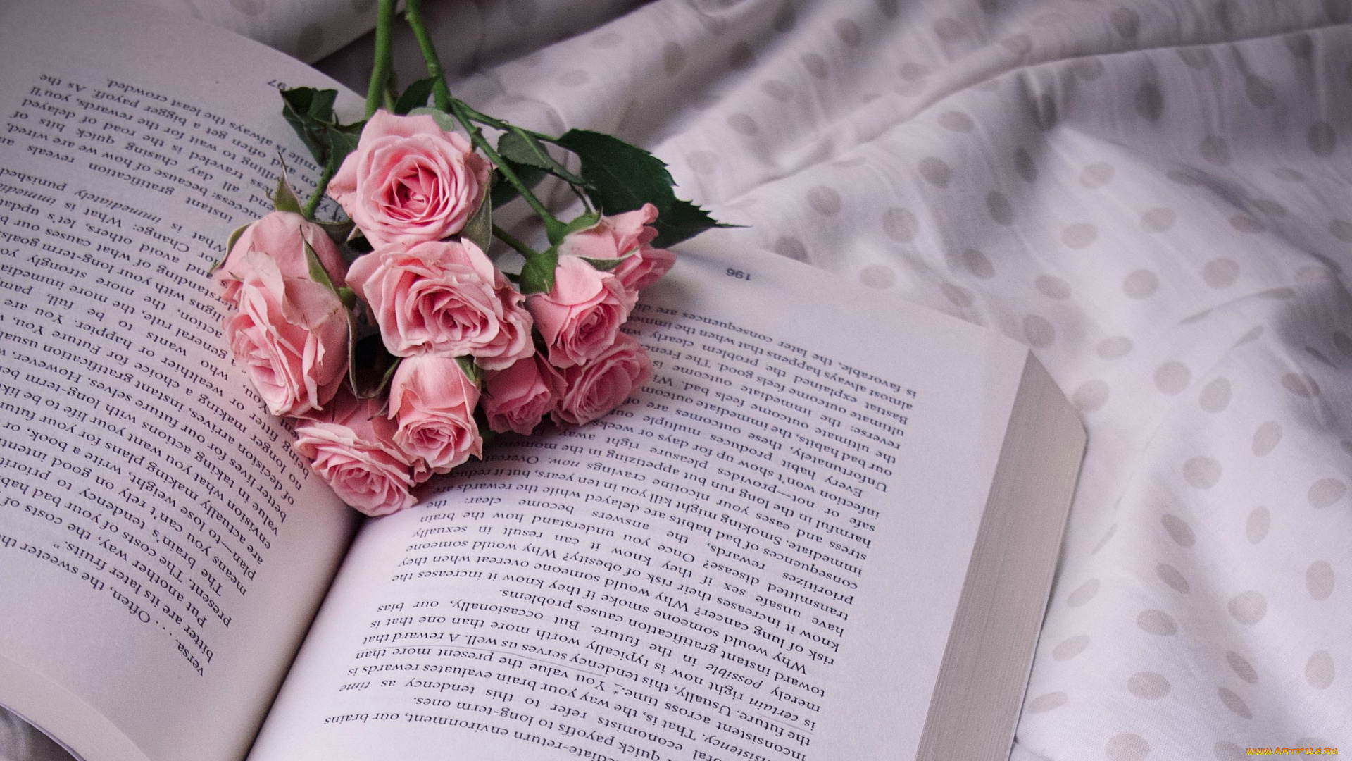 цветы, розы, книга, ветка