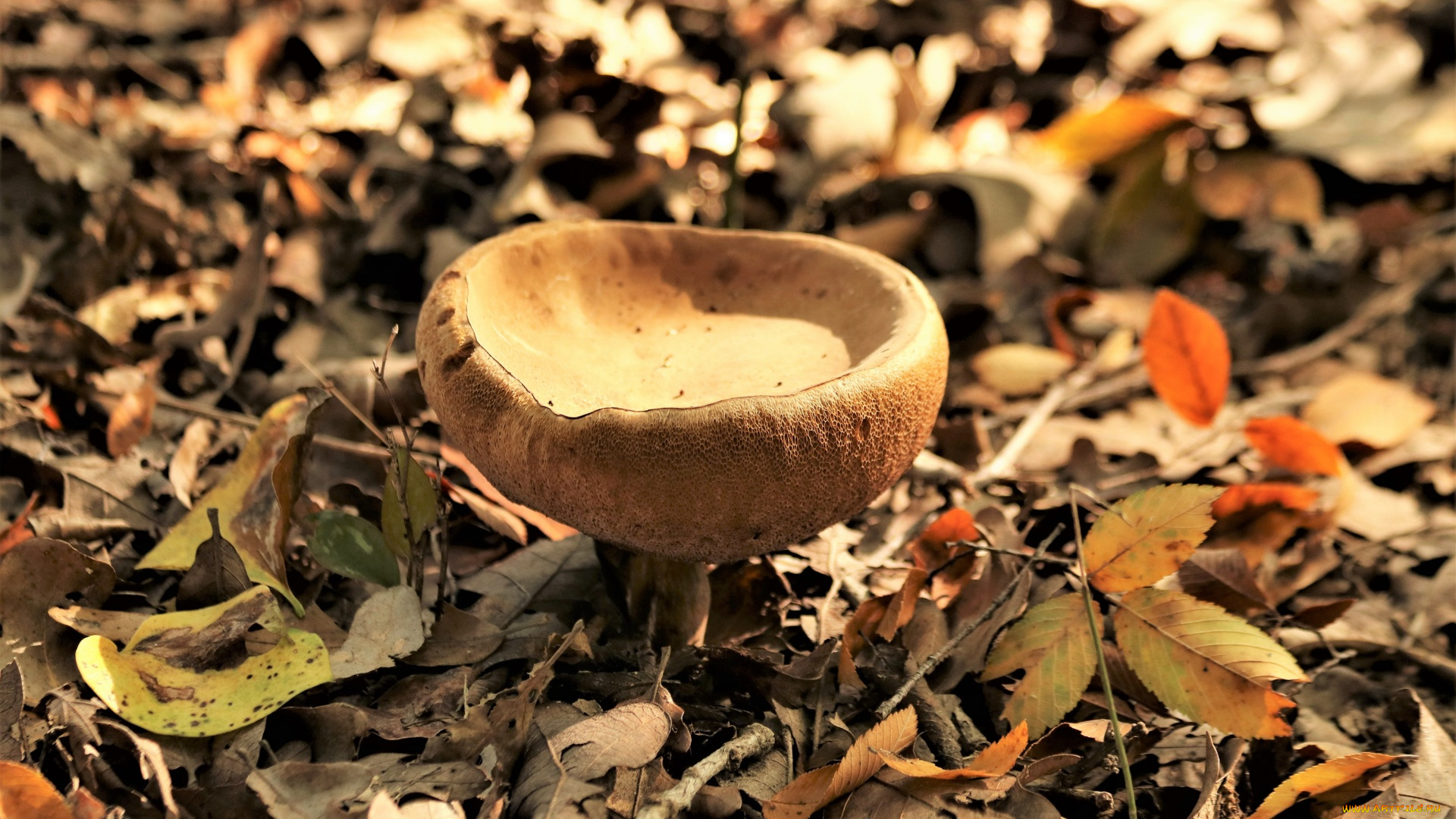 природа, грибы, гриб-чаша, желтый, листья, осень