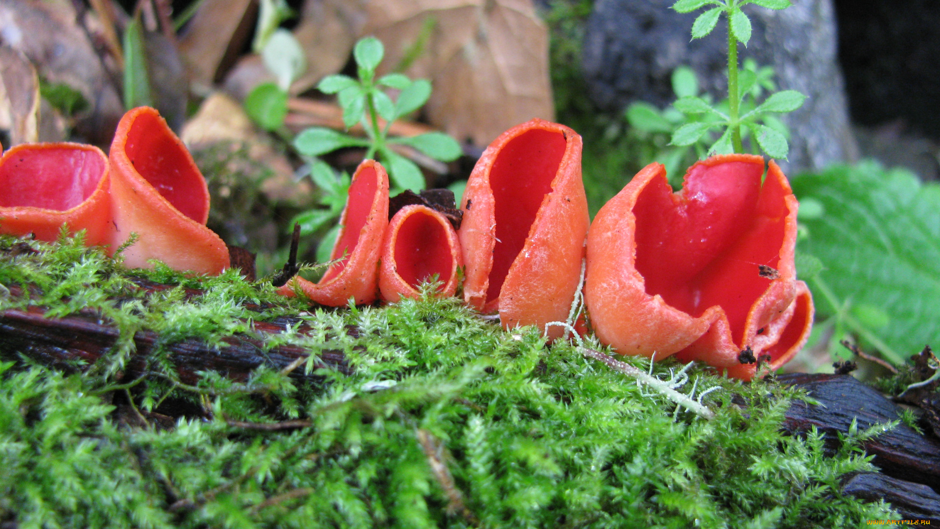 природа, грибы, грибы-чаши, красные, растения