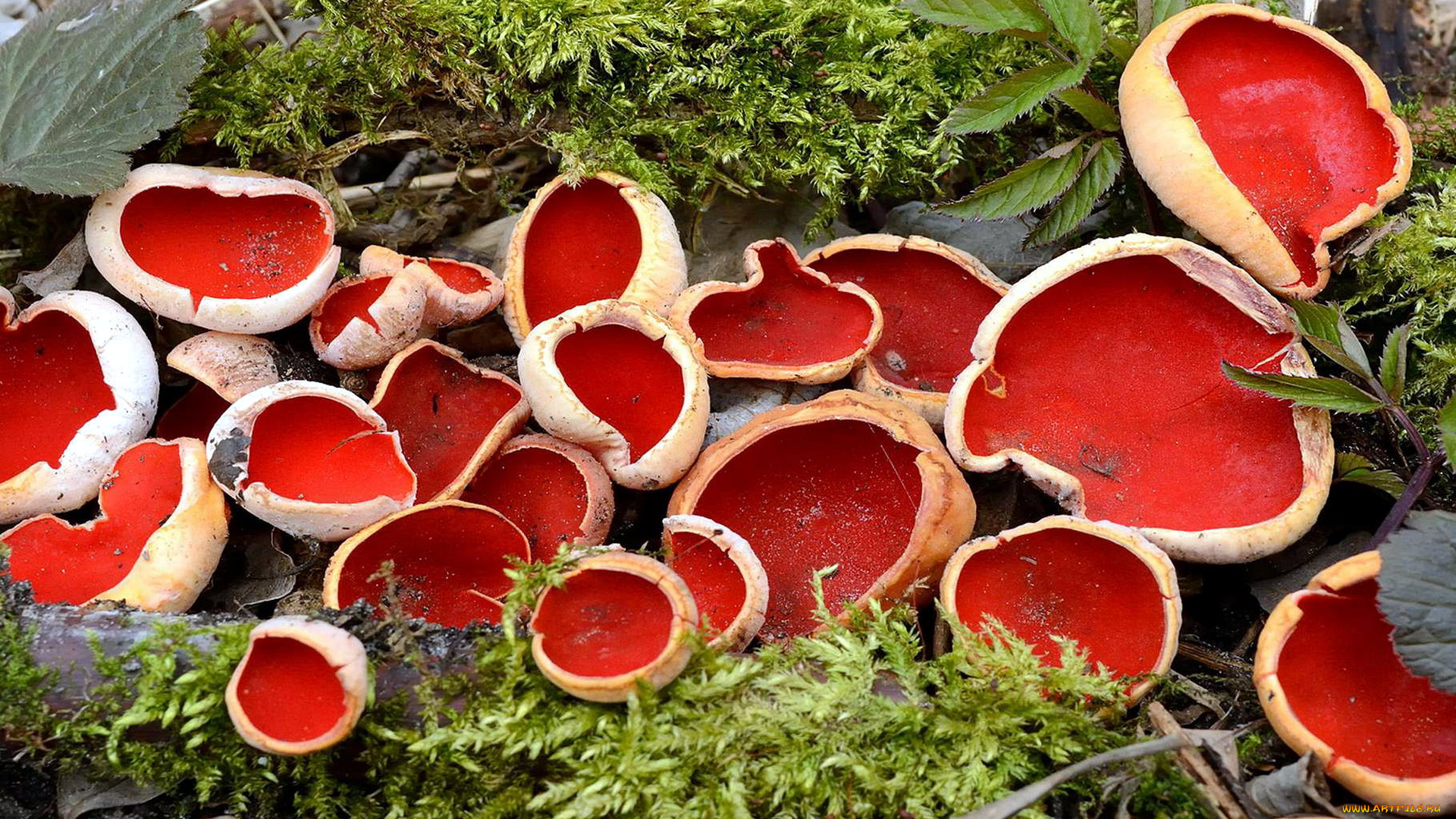 природа, грибы, грибы-чаши, мох, коряга