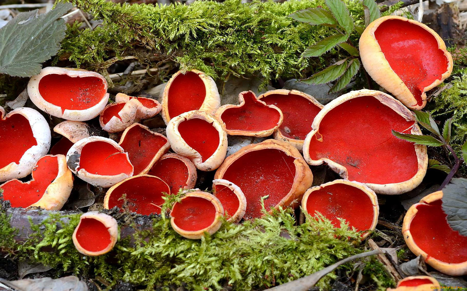 природа, грибы, грибы-чаши, мох, коряга
