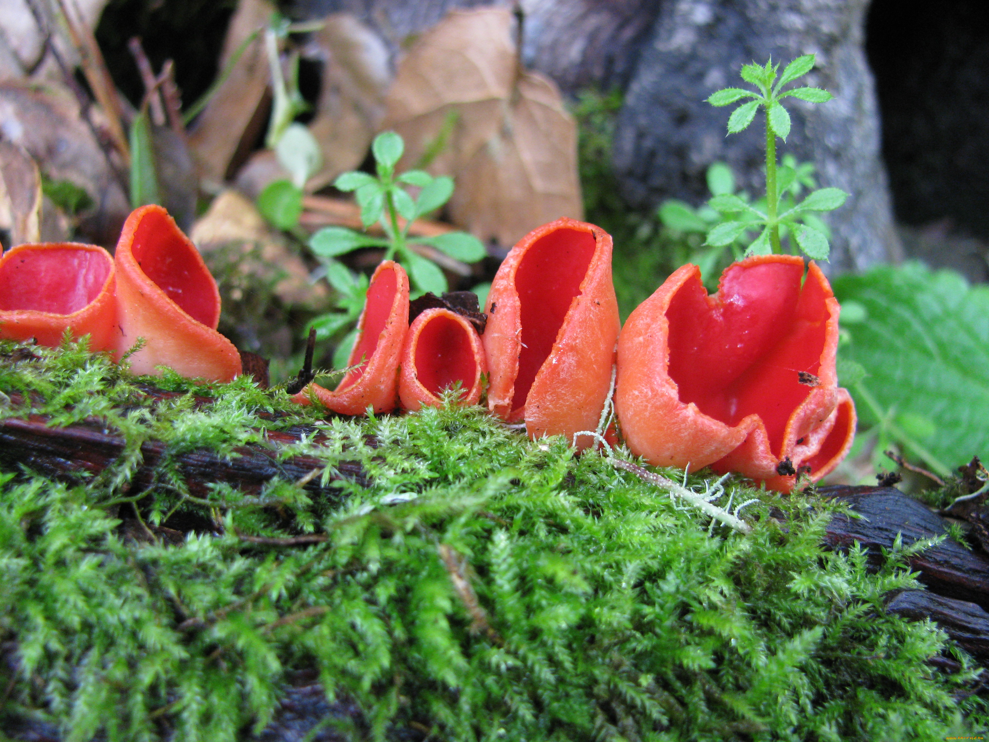 природа, грибы, грибы-чаши, красные, растения