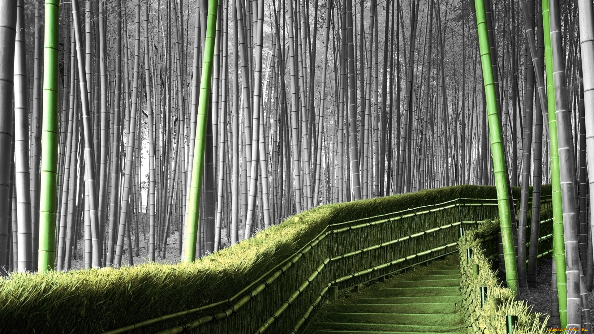 природа, лес, бамбук, лестница