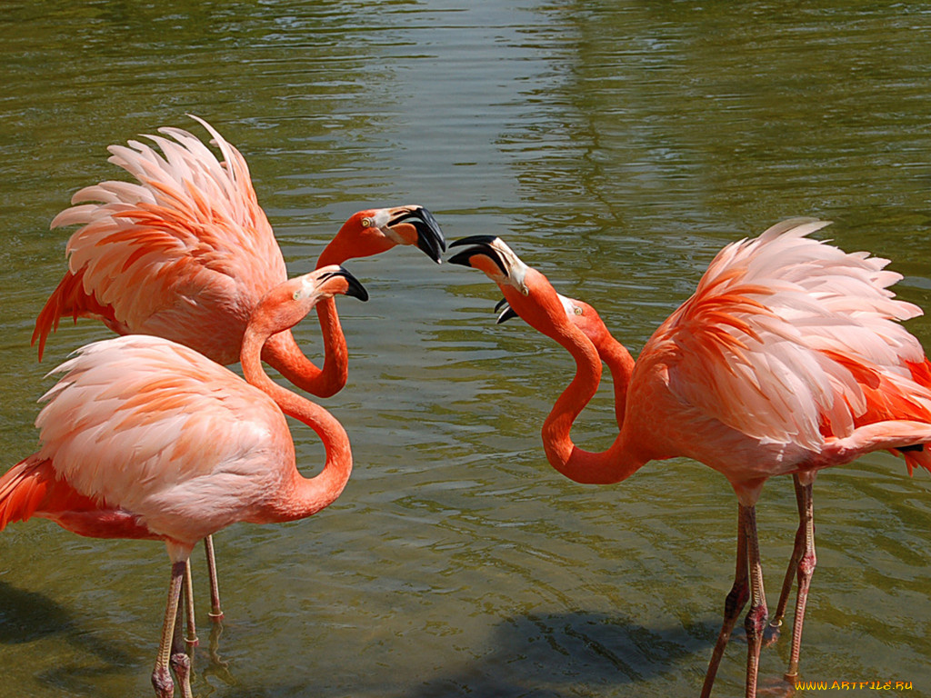 животные, фламинго