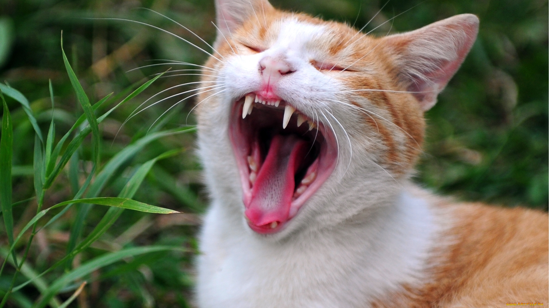 животные, коты, кошка, кот, язык, зубы, пасть, зевота