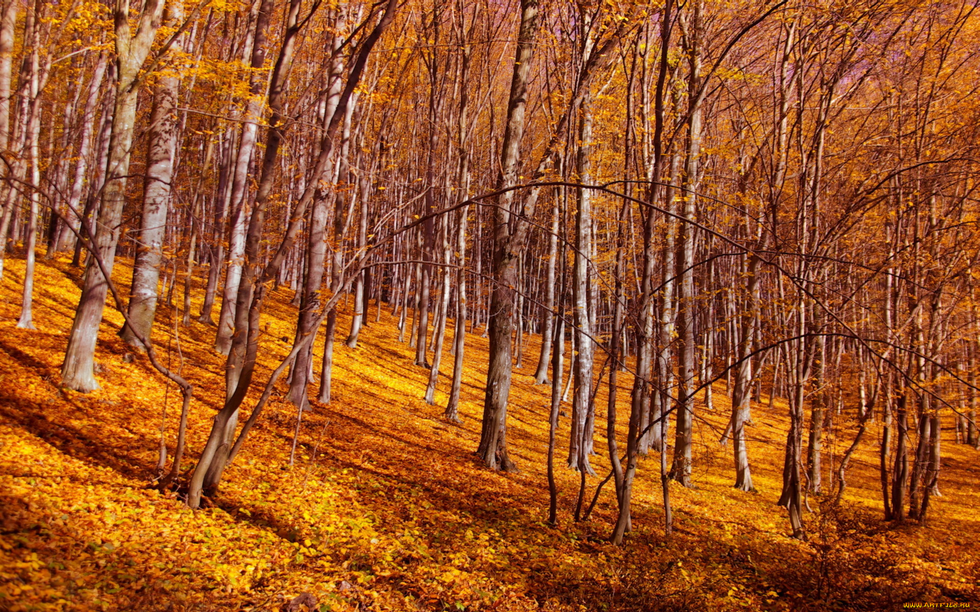 природа, лес, осень, листья