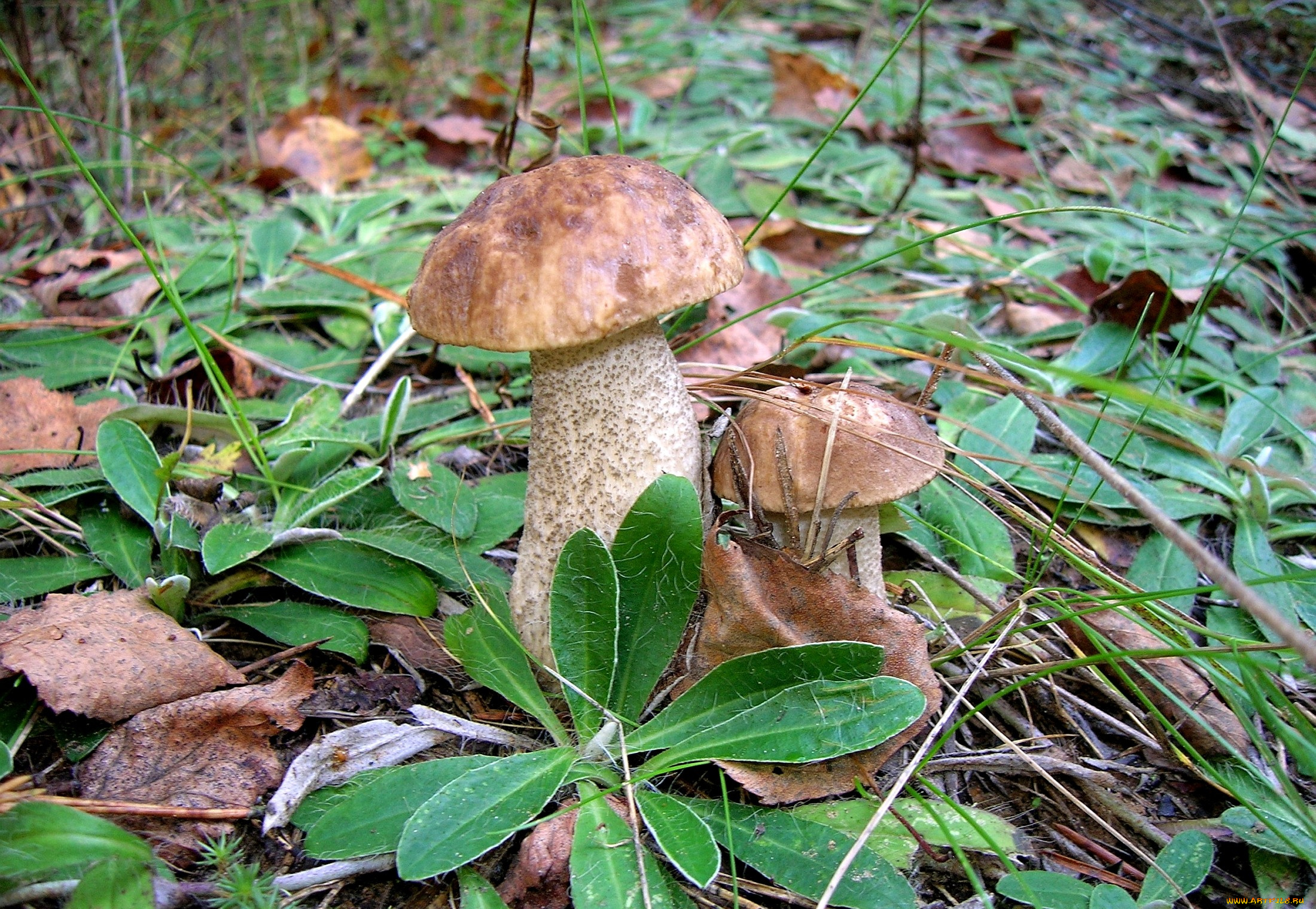 природа, грибы, двойня