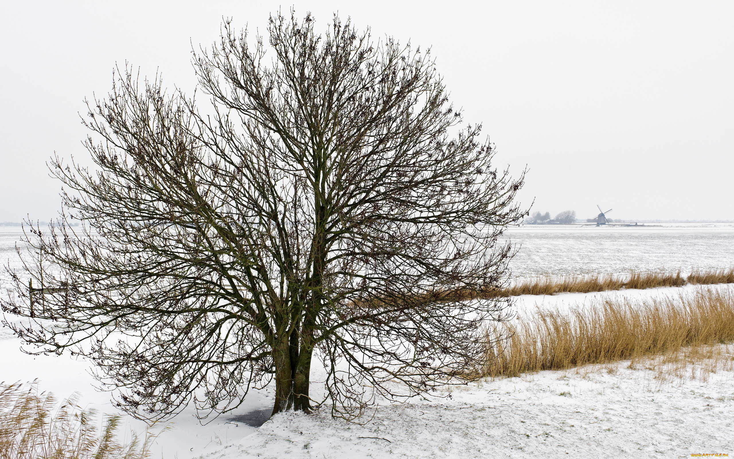 дерево поле иней tree field frost скачать