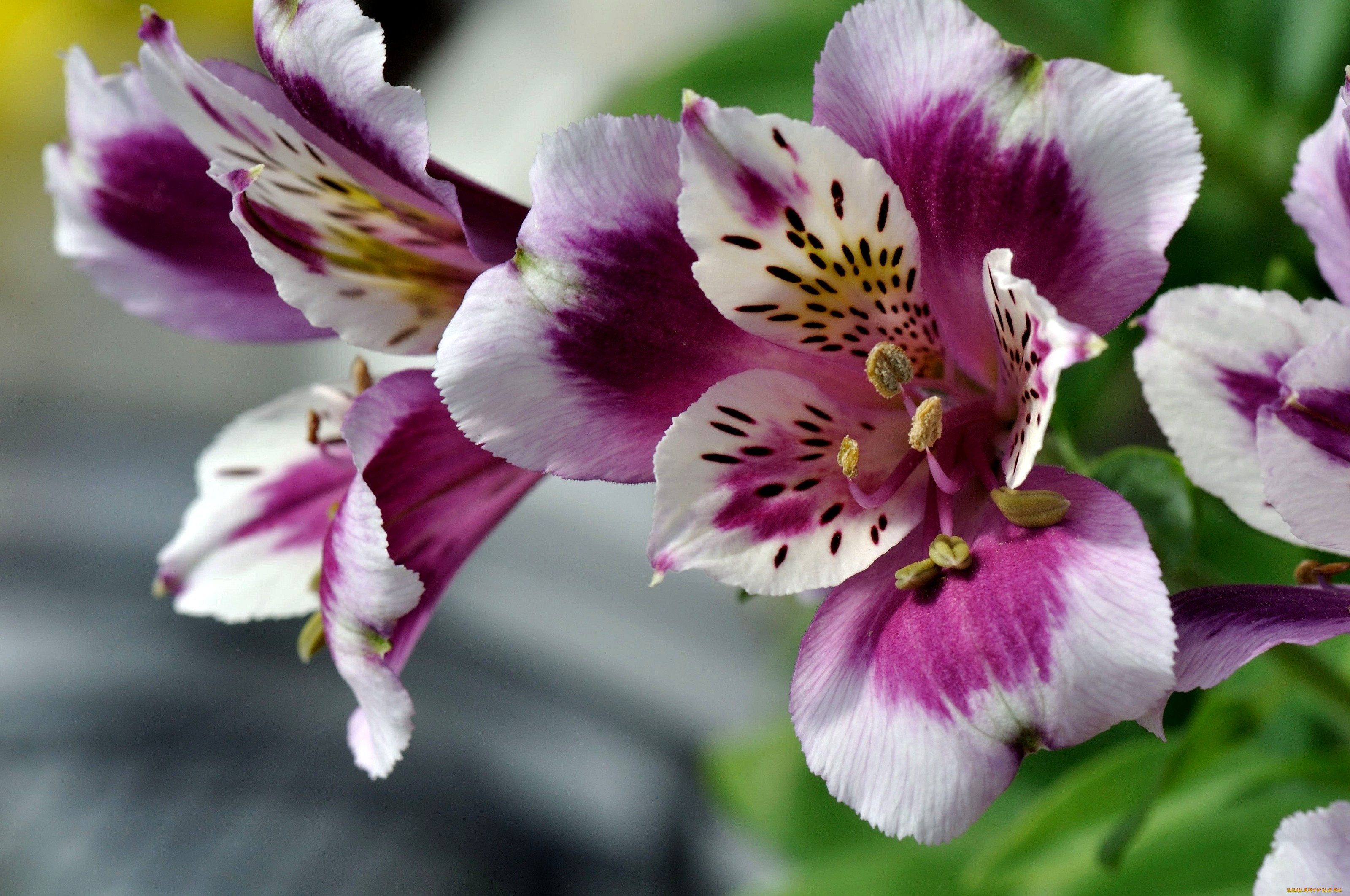 Перуанская лилия фото. Перуанская Лилия альстромерия. Alstroemeria Pelegrina. Альстромерия Венус. Цветы астельмерия.