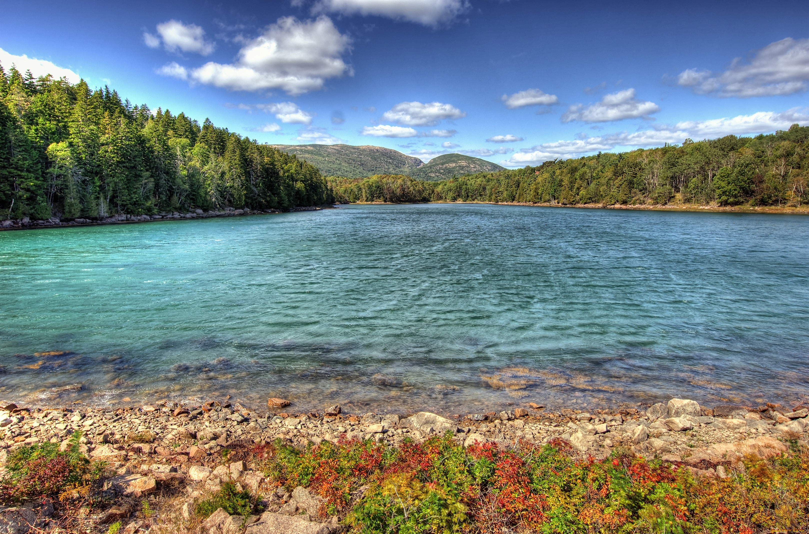 природа, реки, озера, лес, берег, вода