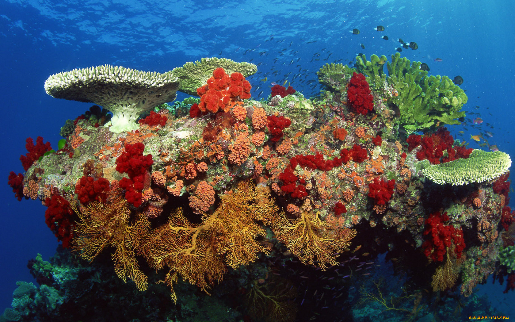 коралл, животные, морская, фауна, камень, риф, кораллы, море