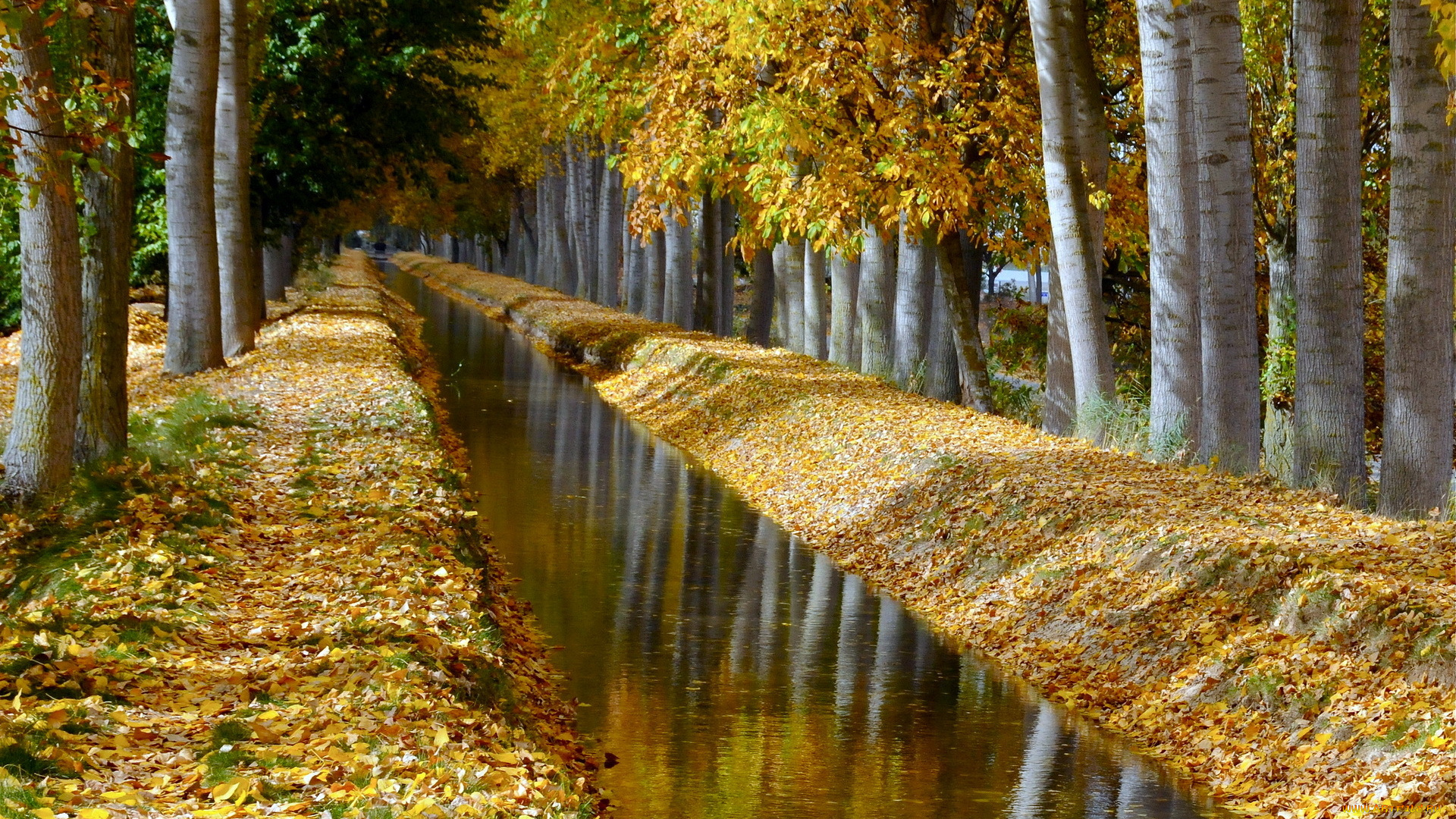 природа, парк, аллея, деревья, канал, осень
