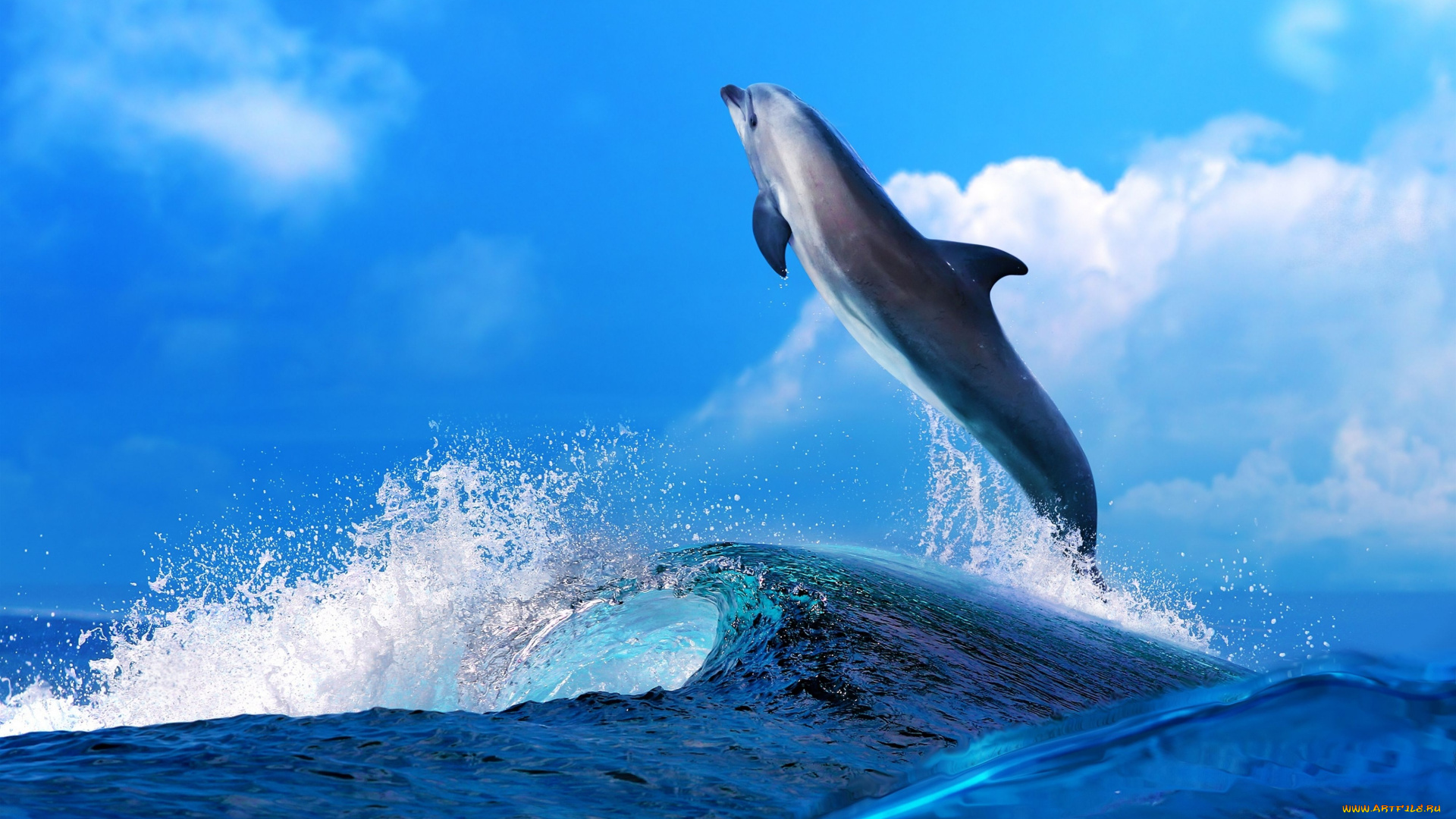 животные, дельфины, море