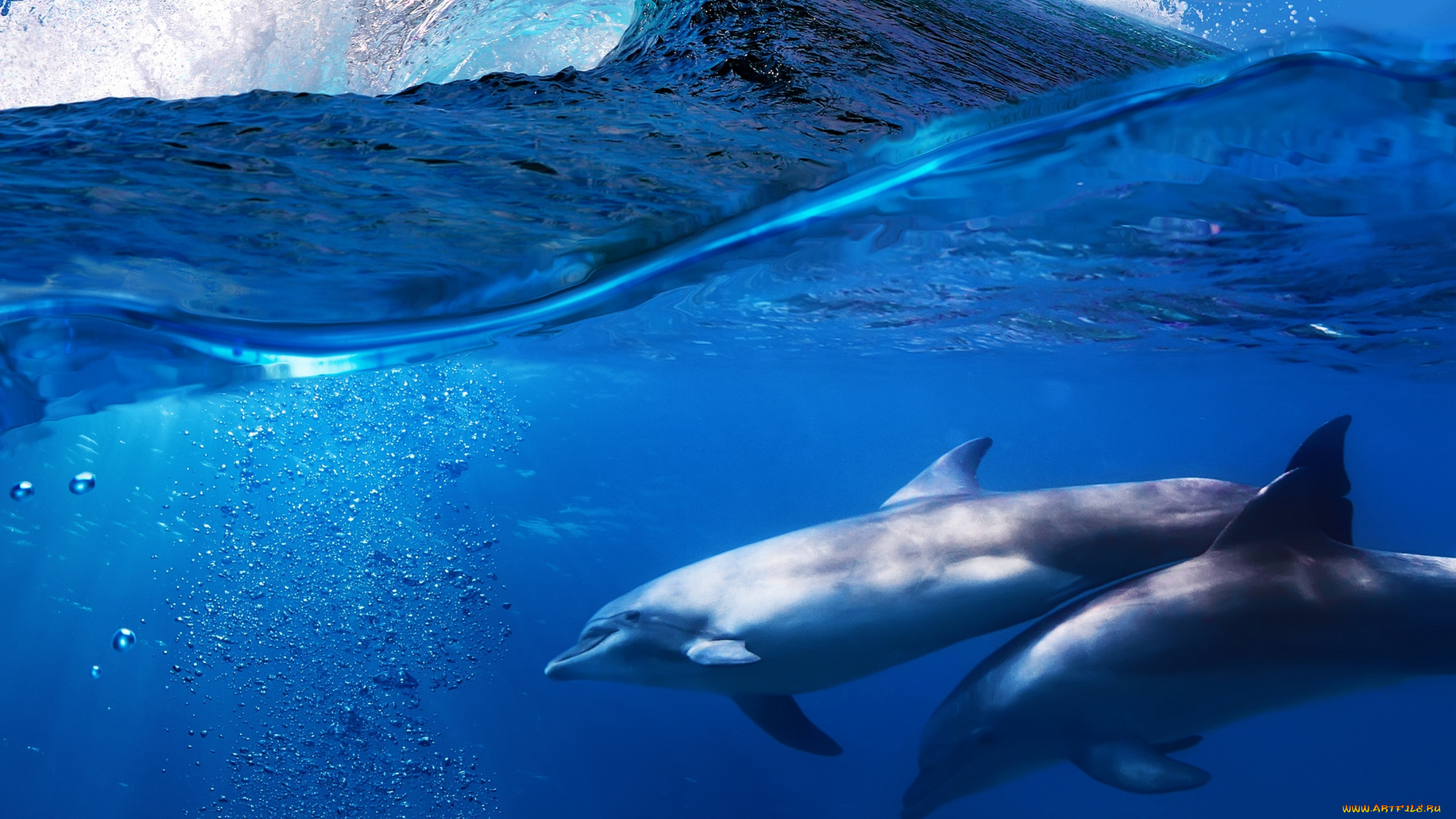 животные, дельфины, вода, море