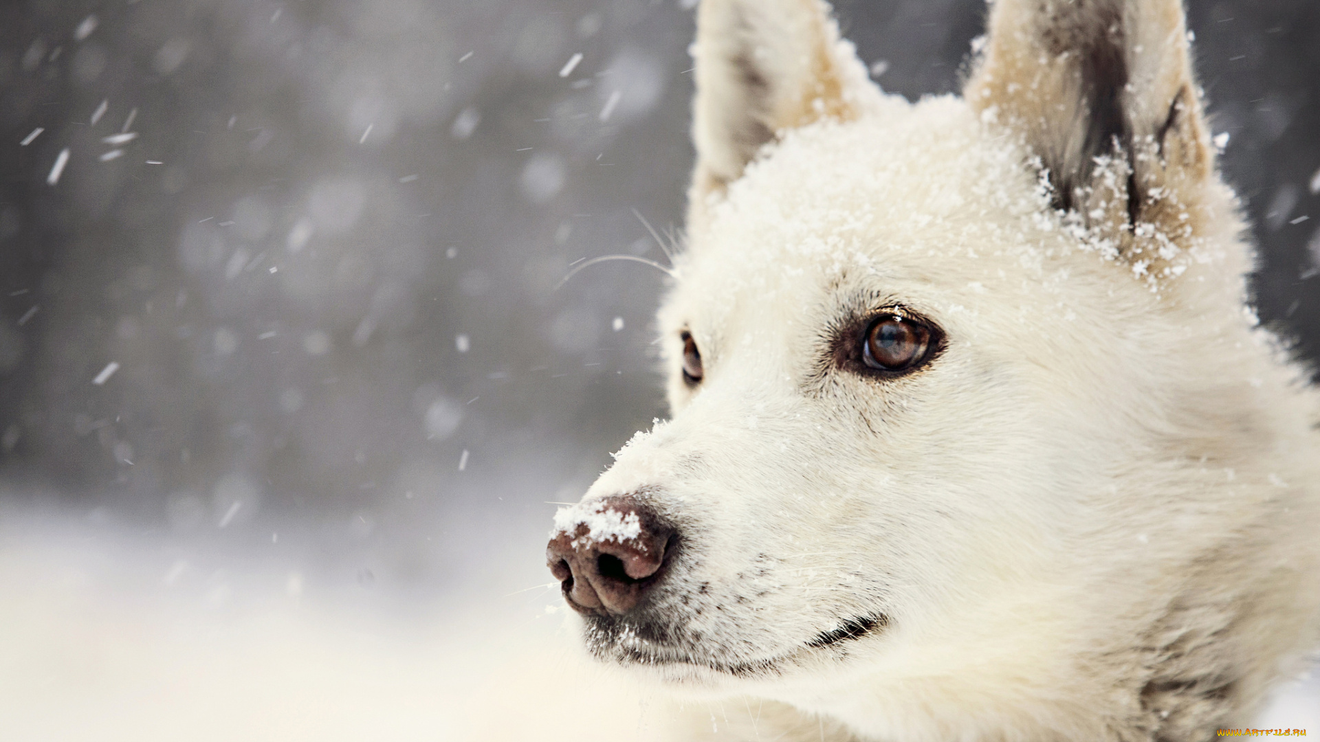 животные, собаки, winter, dog, view, snow, зима, взгляд, собака, снег