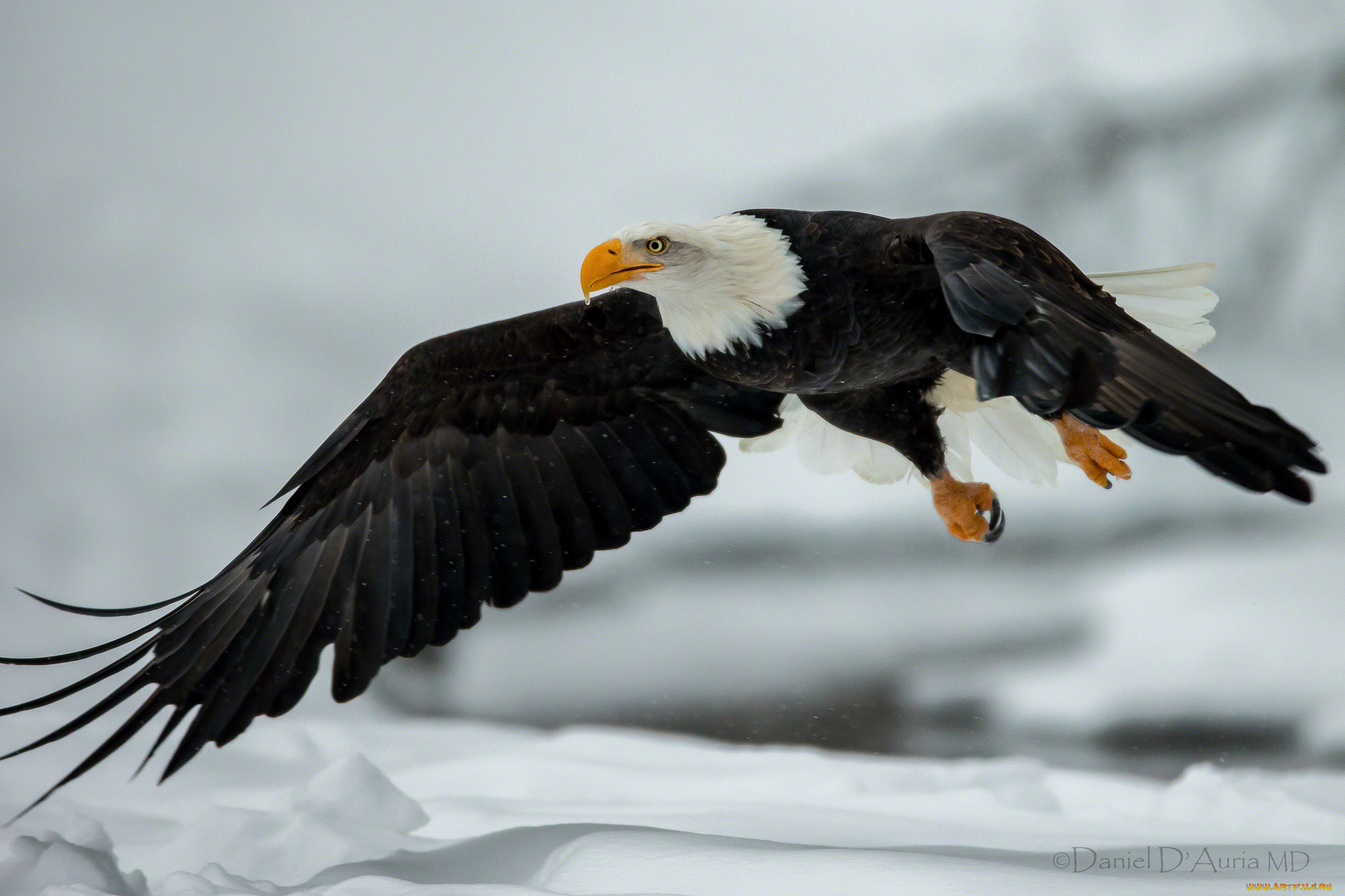 орел полет eagle flight бесплатно