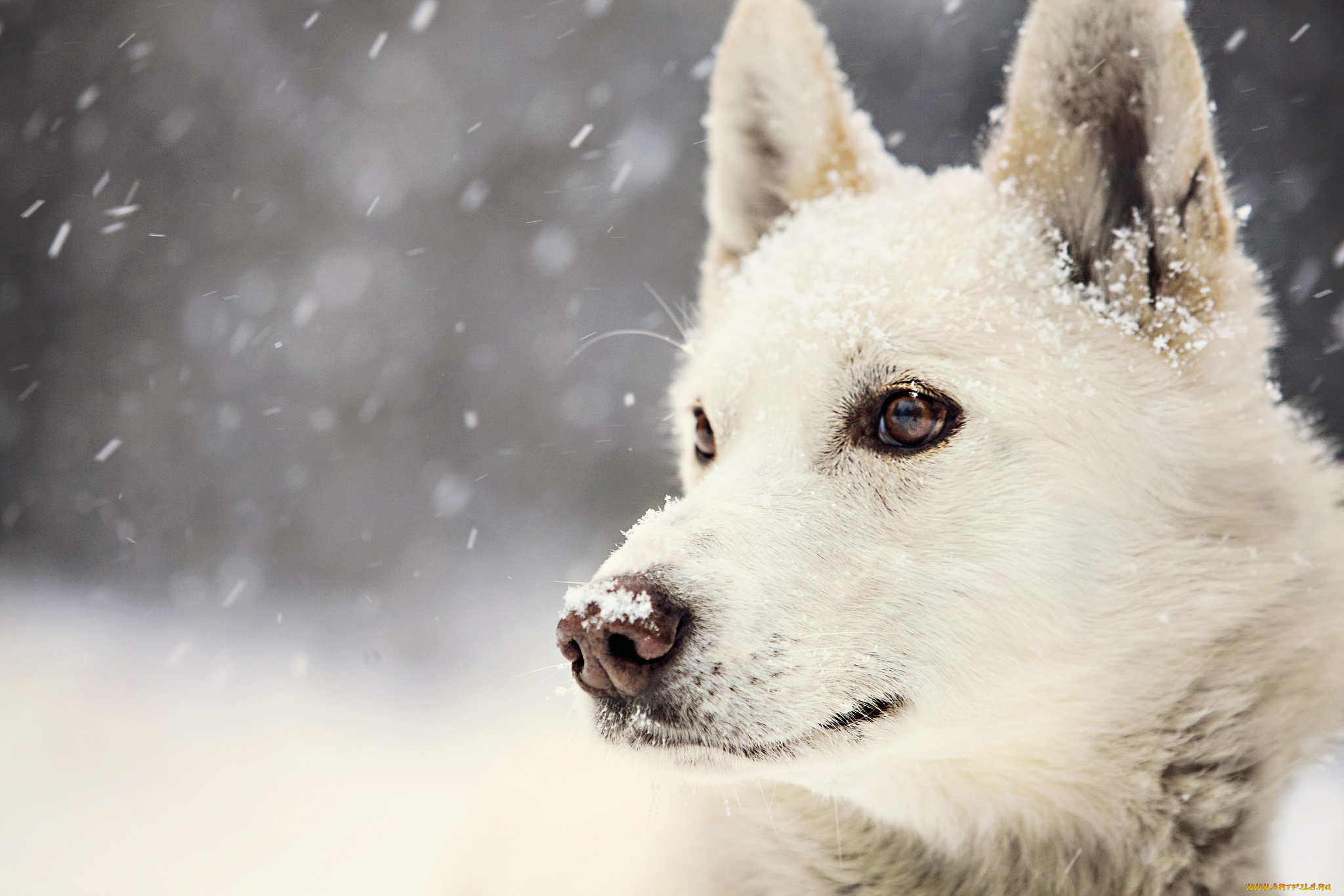 животные, собаки, winter, dog, view, snow, зима, взгляд, собака, снег