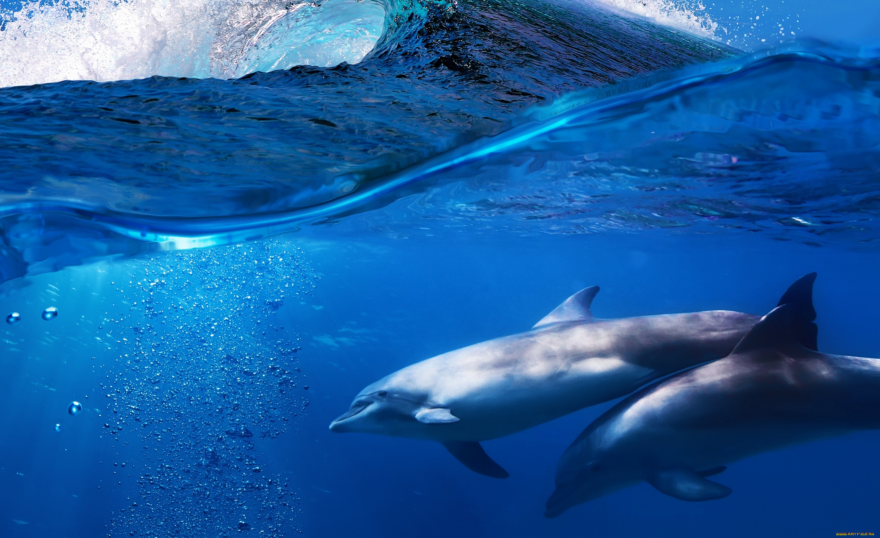 животные, дельфины, вода, море