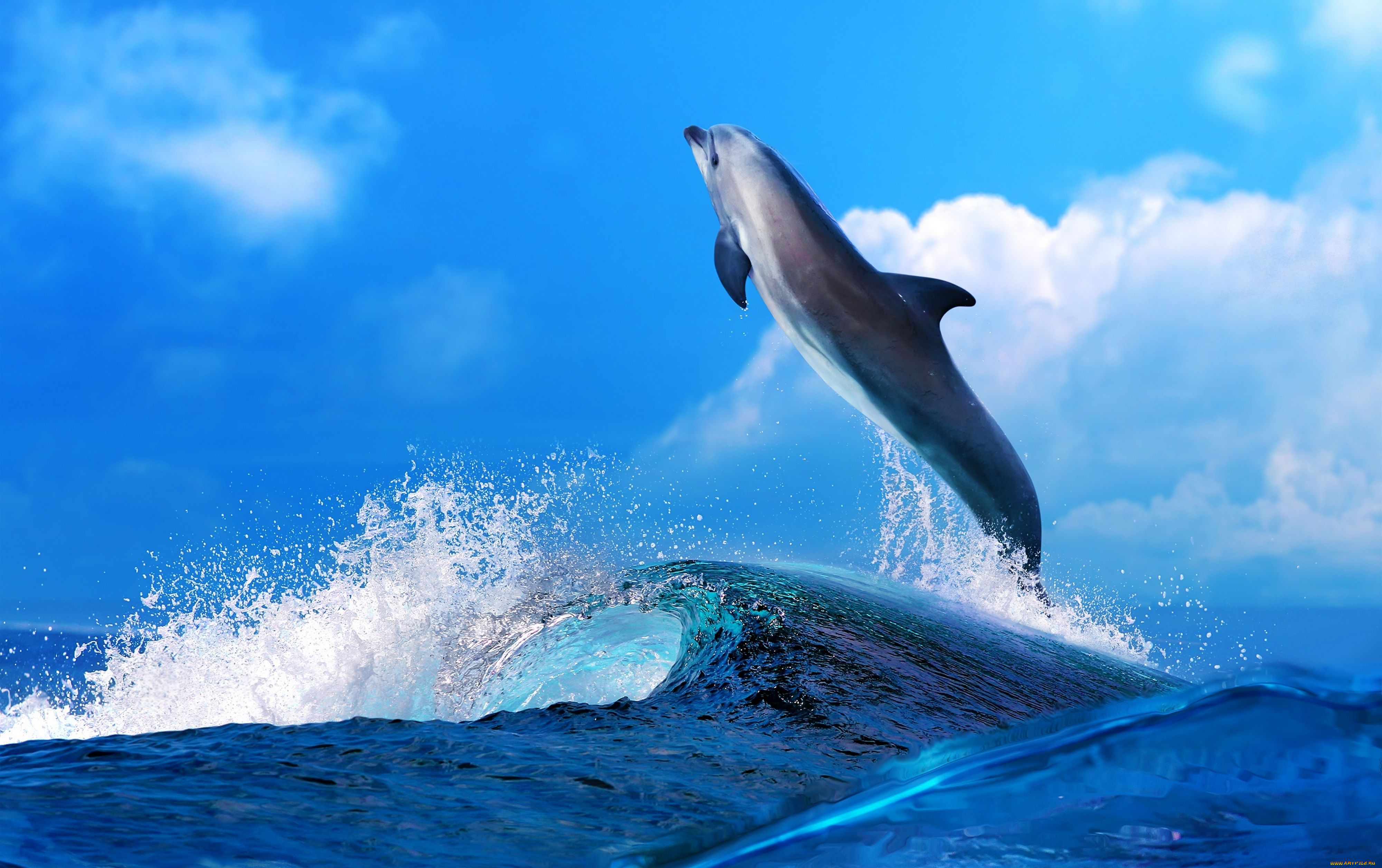 животные, дельфины, море