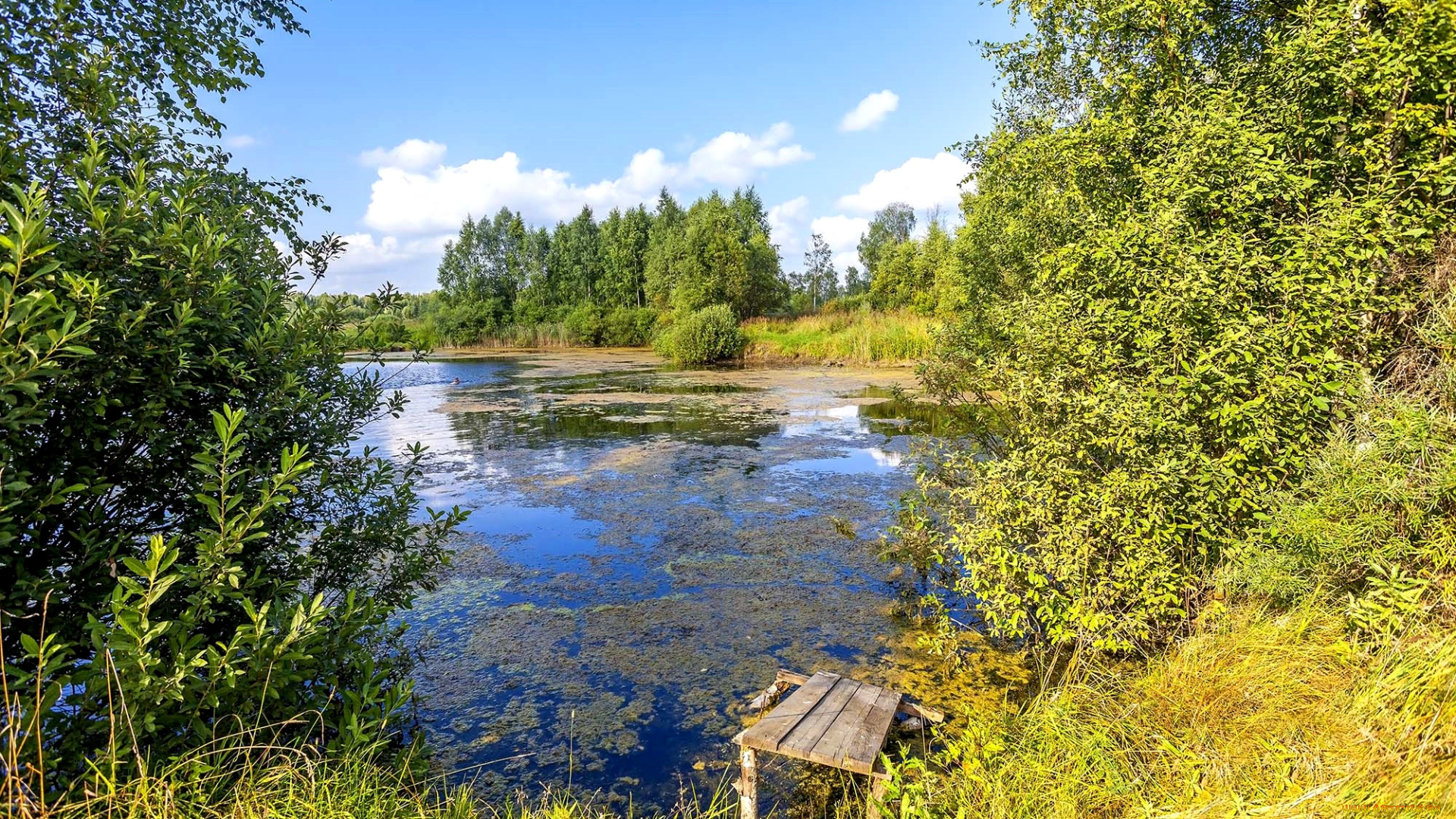 природа, реки, озера, вода, деревья