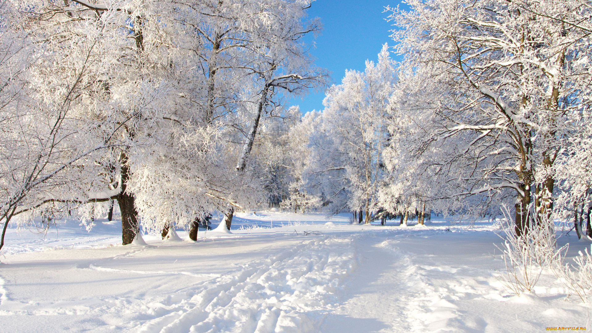 природа, зима, снег, деревья, иней